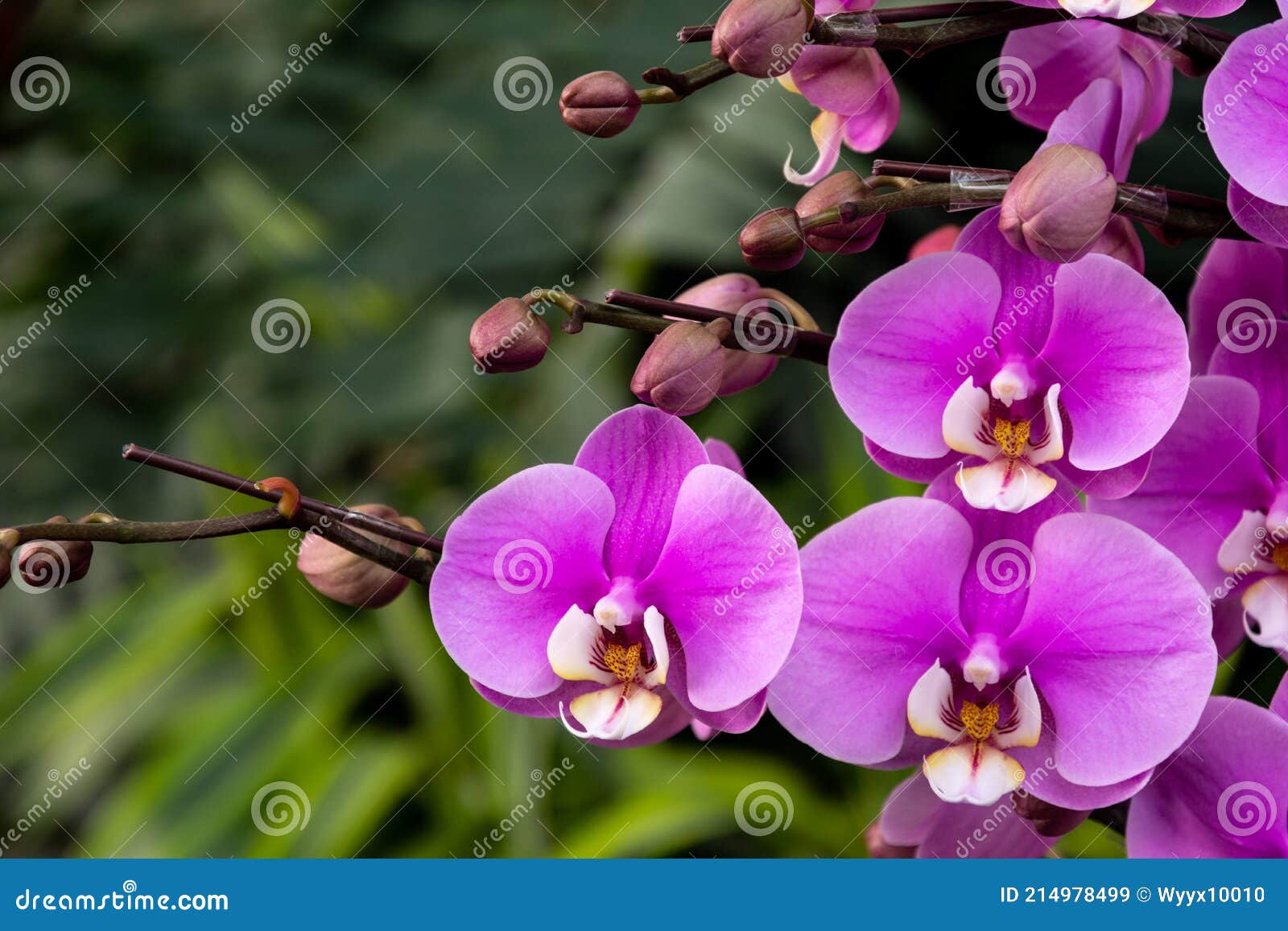 蝴蝶兰 学名 Phalaenopsis Aphrodite H G Reichenbach Stock Image Image Of Period Harmful 蝴蝶兰 学名 Phalaenopsis Aphrodite H G Reichenbach Stock Image Image Of Period Harmful