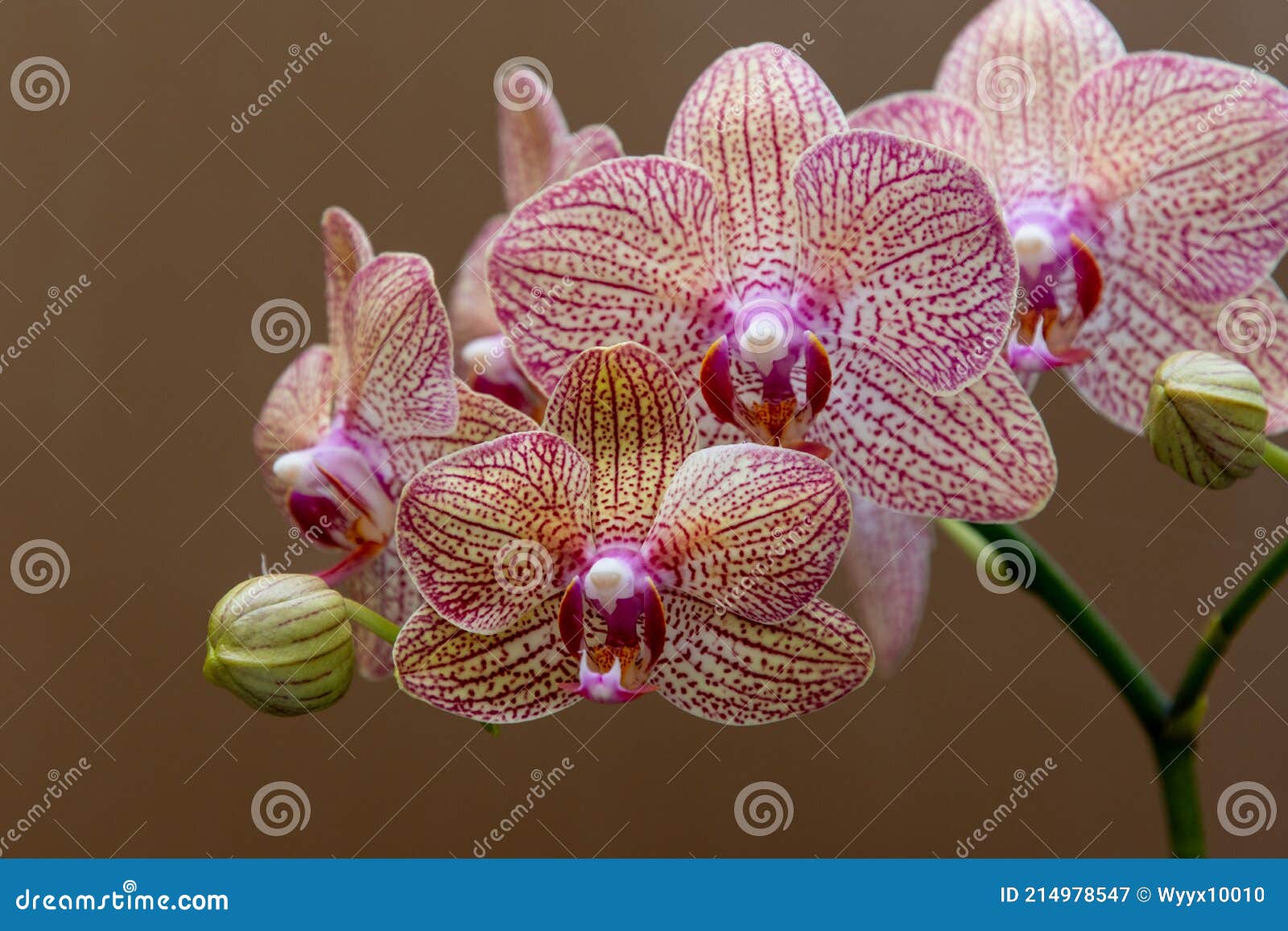 蝴蝶兰 学名 Phalaenopsis Aphrodite H G Reichenbach Stock Image Image Of Flowers Absorb 蝴蝶兰 学名 Phalaenopsis Aphrodite H G Reichenbach Stock Image Image Of Flowers Absorb