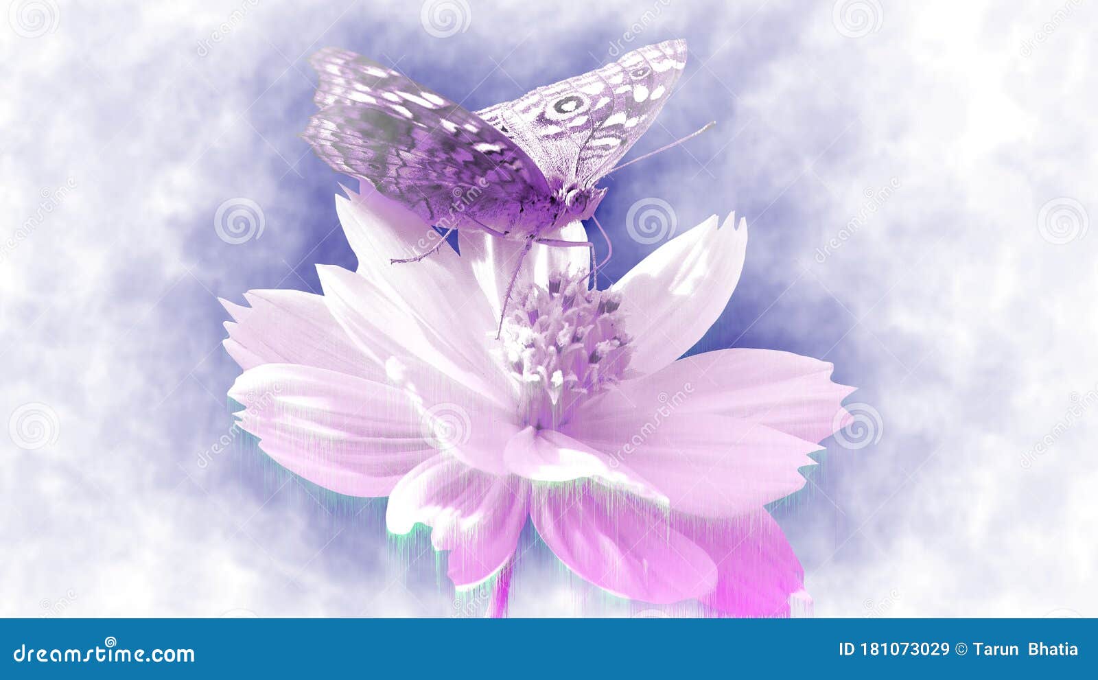 蝴蝶和花朵 贺卡壁纸库存例证 插画包括有波斯菊 重点 粉红色 绽放 膝上型计算机 计算机