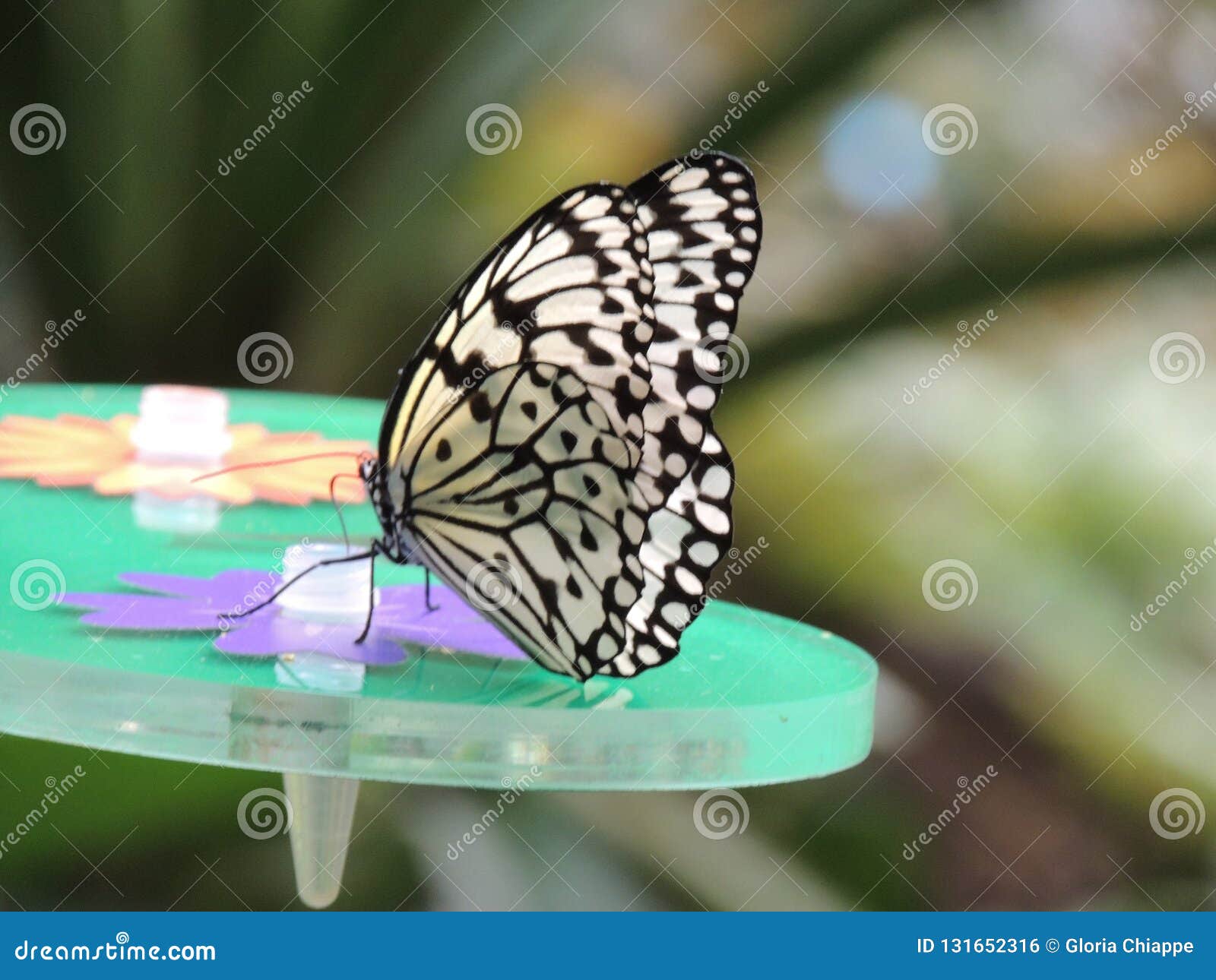 蝴蝶效应库存照片. 图片包括有茴香, 动物园, 作用, 比利时, 蝴蝶, 宏指令- 131652316