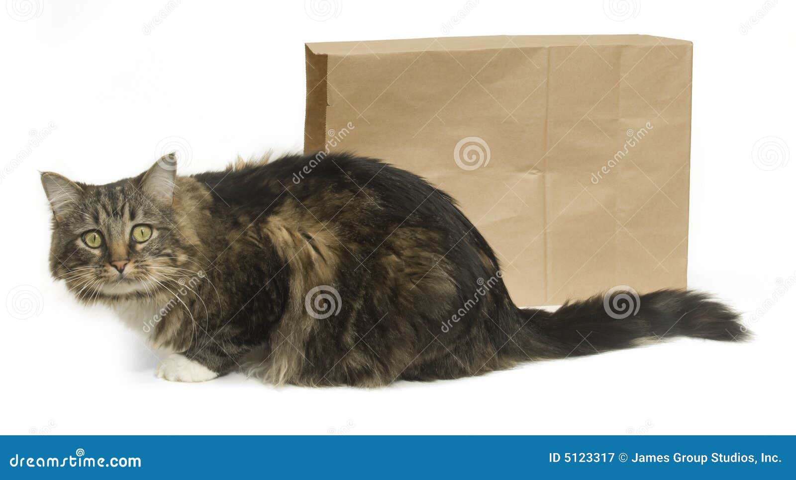 袋子猫s 库存图片 图片包括有谣言 背包 空白 公开 描述 秘密 纸张 诱饵 逃脱 显示