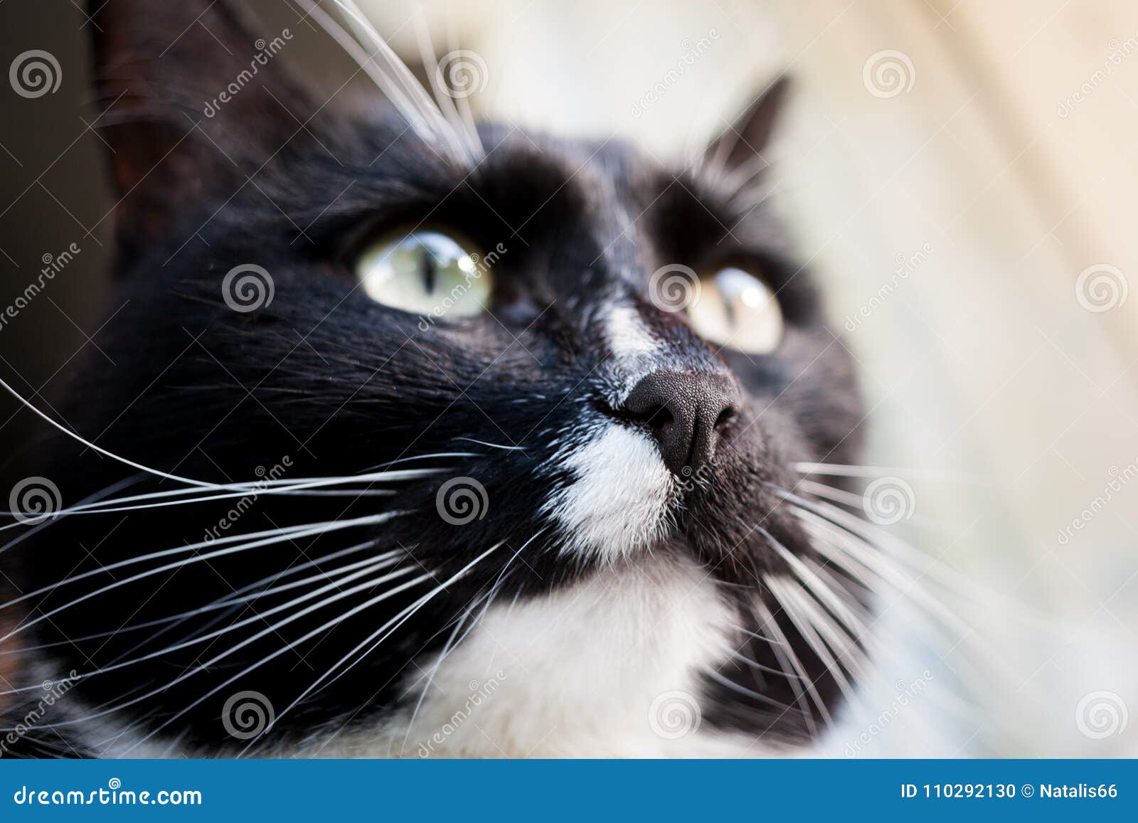 被日光照射了黑白猫枪口在猫鼻子的焦点库存照片 图片包括有