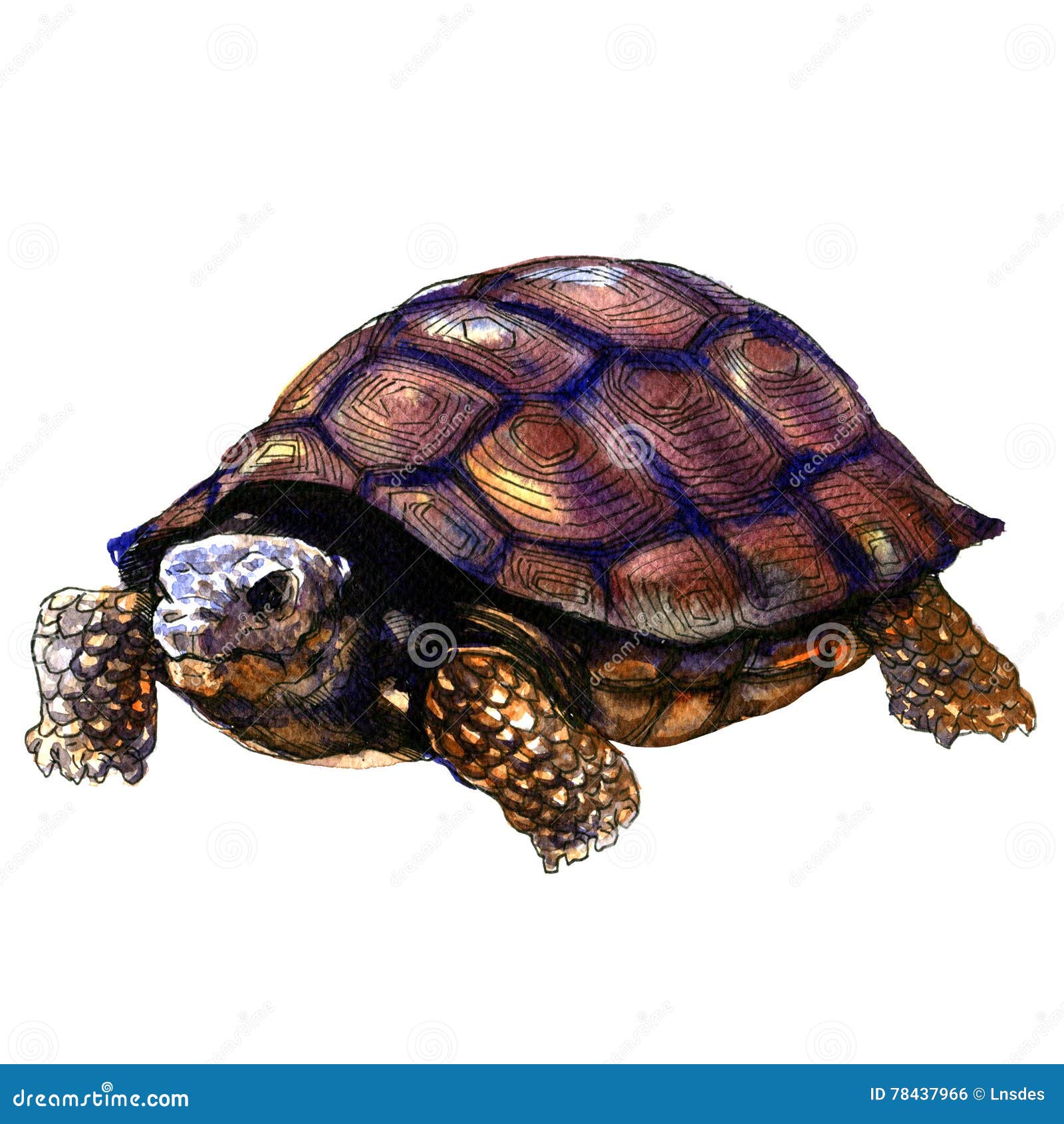 被隔绝的海老乌龟 在白色的水彩例证库存例证 插画包括有