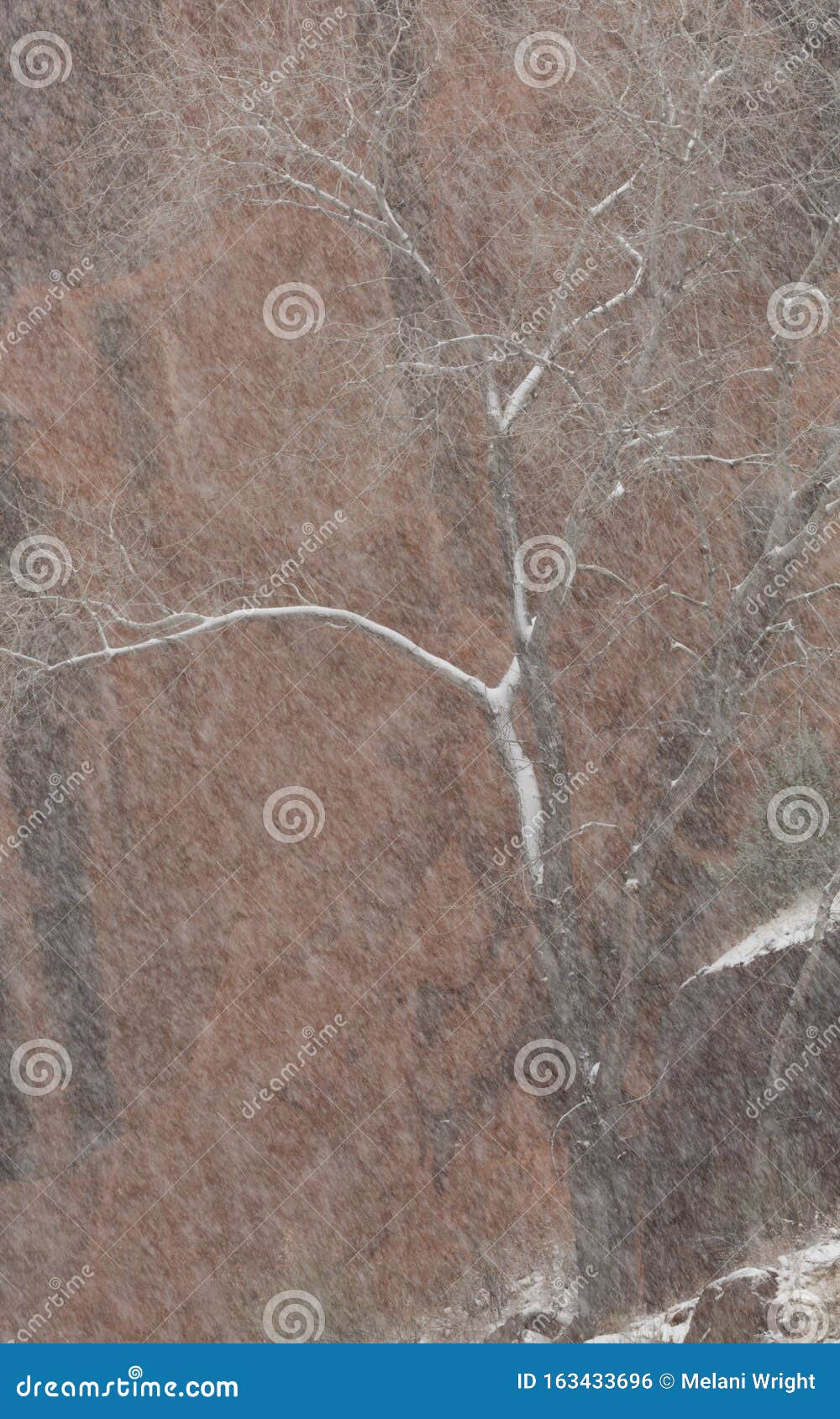 裸木树吹雪库存照片 图片包括有裸木树吹雪 裸木树吹雪库存照片 图片包括有裸木树吹雪