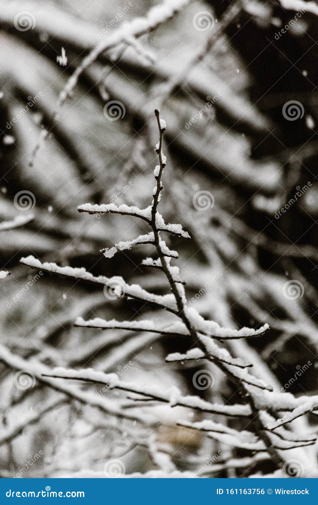 裸树枝上美丽雪花垂直近照库存照片 图片包括有裸树枝上美丽雪花垂直近照