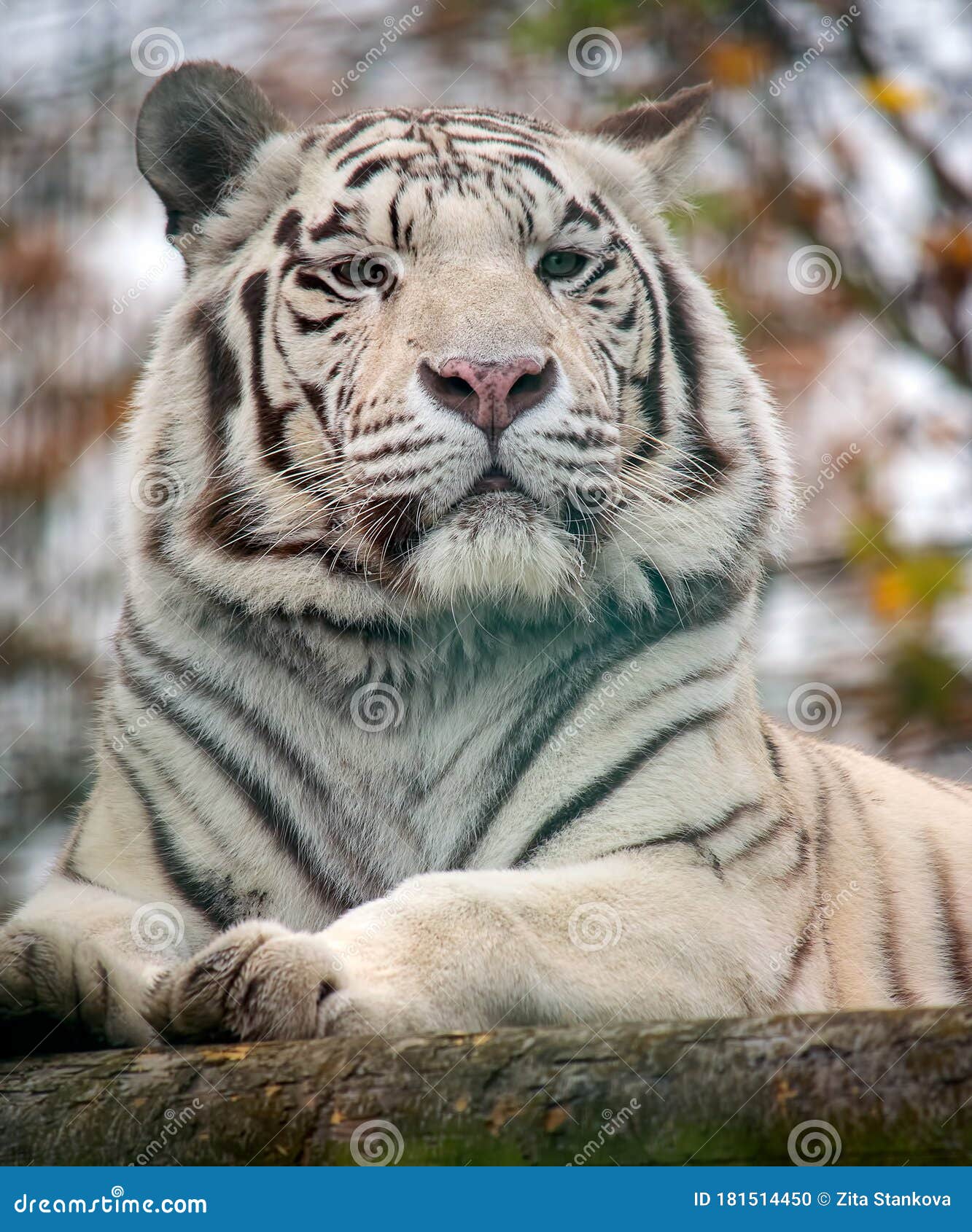 西伯利亚白虎特写画库存照片 图片包括有似猫 特写镜头 圆形露天剧场 纵向 通配 老虎 西伯利亚白虎特写画库存照片 图片包括有似猫 特写镜头 圆形露天剧场 纵向 通配 老虎
