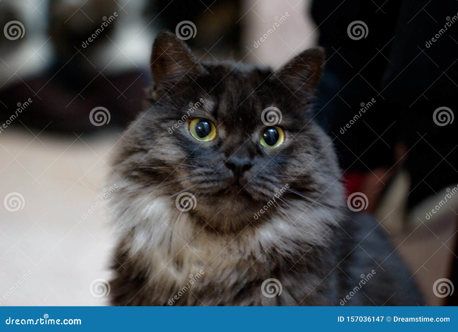 西伯利亚和白色绒毛的品种苍白黑猫的颜色 可爱的小猫的非洲人 骄傲的重要猫坐 猫与库存图片 图片包括有照片 哀伤