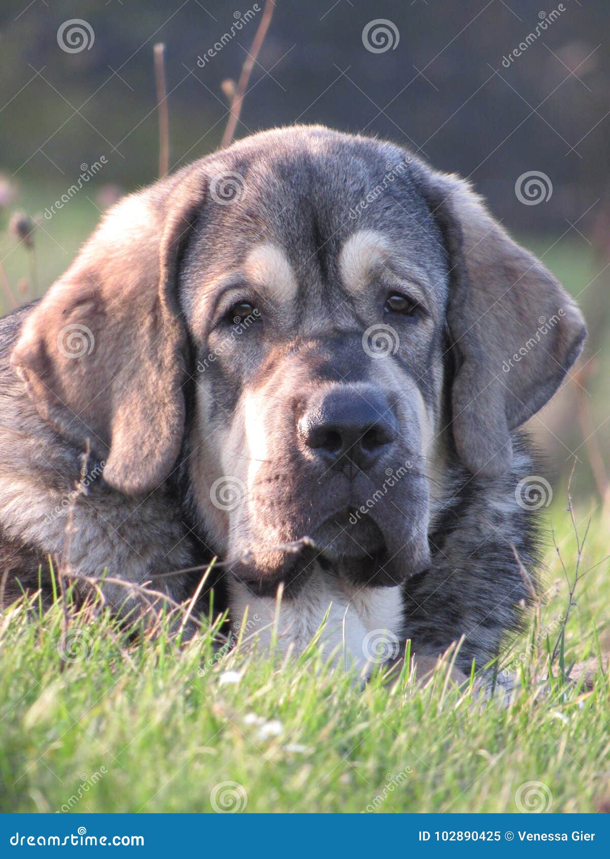 西班牙大型猛犬库存图片 图片包括有巨型 交配动物者 西班牙语 小狗 大型猛犬 强壮男子 西班牙大型猛犬库存图片 图片包括有巨型 交配动物者 西班牙语 小狗 大型猛犬 强壮男子