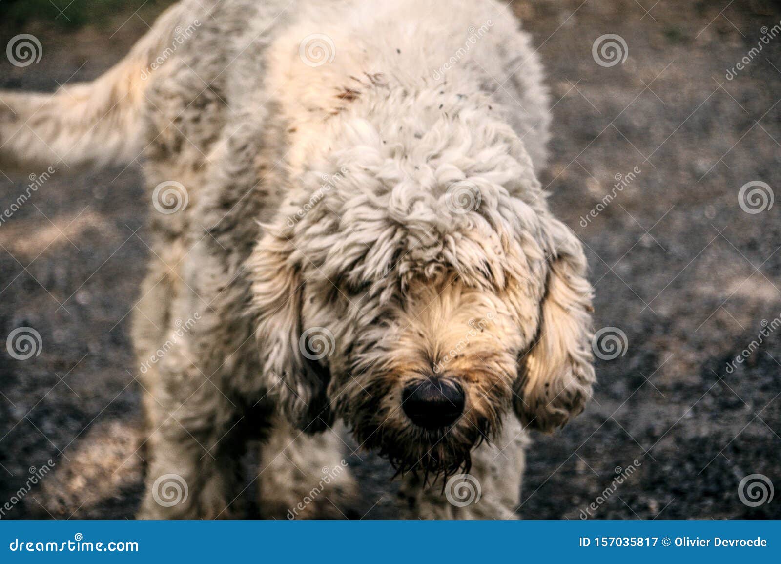 西班牙水狗与金毛犬杂交库存图片 图片包括有西班牙水狗与金毛犬杂交 西班牙水狗与金毛犬杂交库存图片 图片包括有西班牙水狗与金毛犬杂交