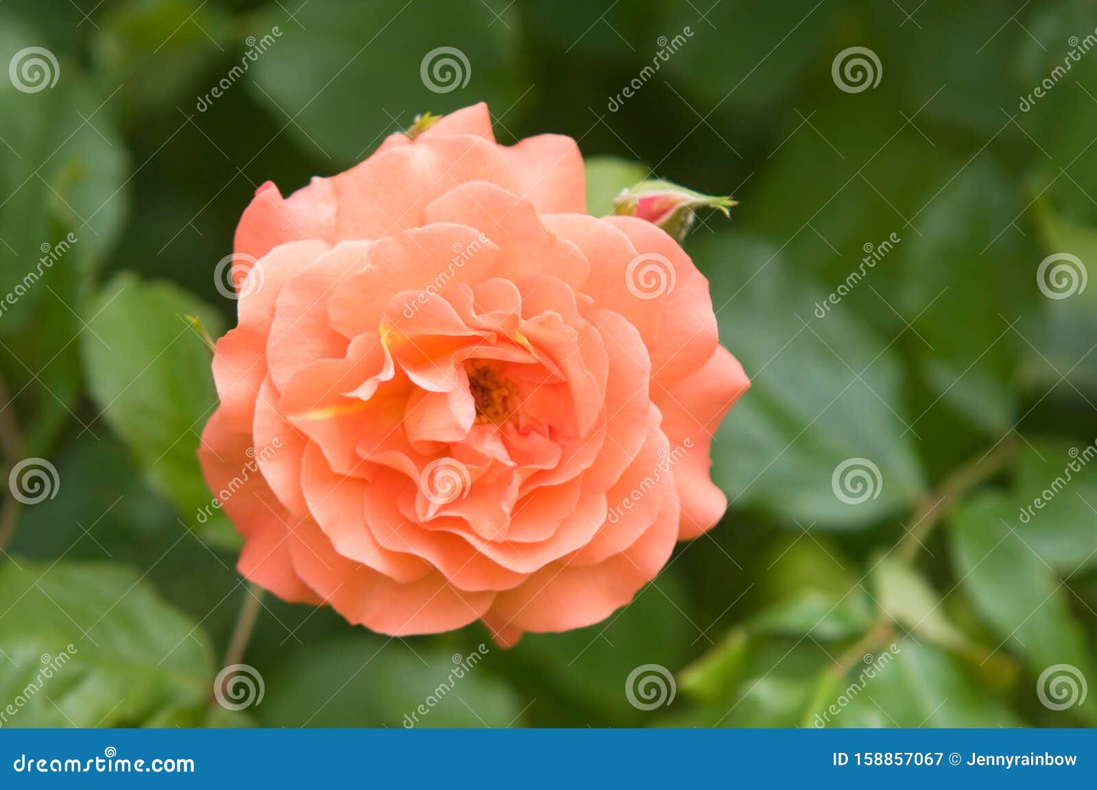 西部玫瑰杏铜橙灌木库存图片 图片包括有花卉 开花的 种植 威严的 芬芳 附录 工厂