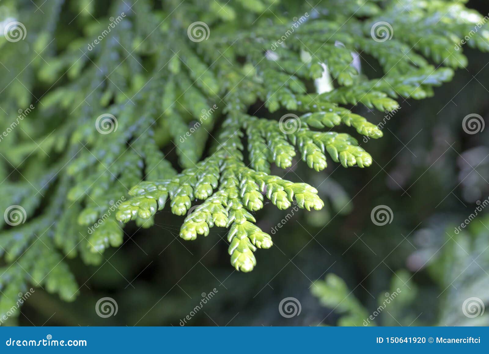 西部redcedar 叶子 金钟柏plicata 树库存照片 图片包括有