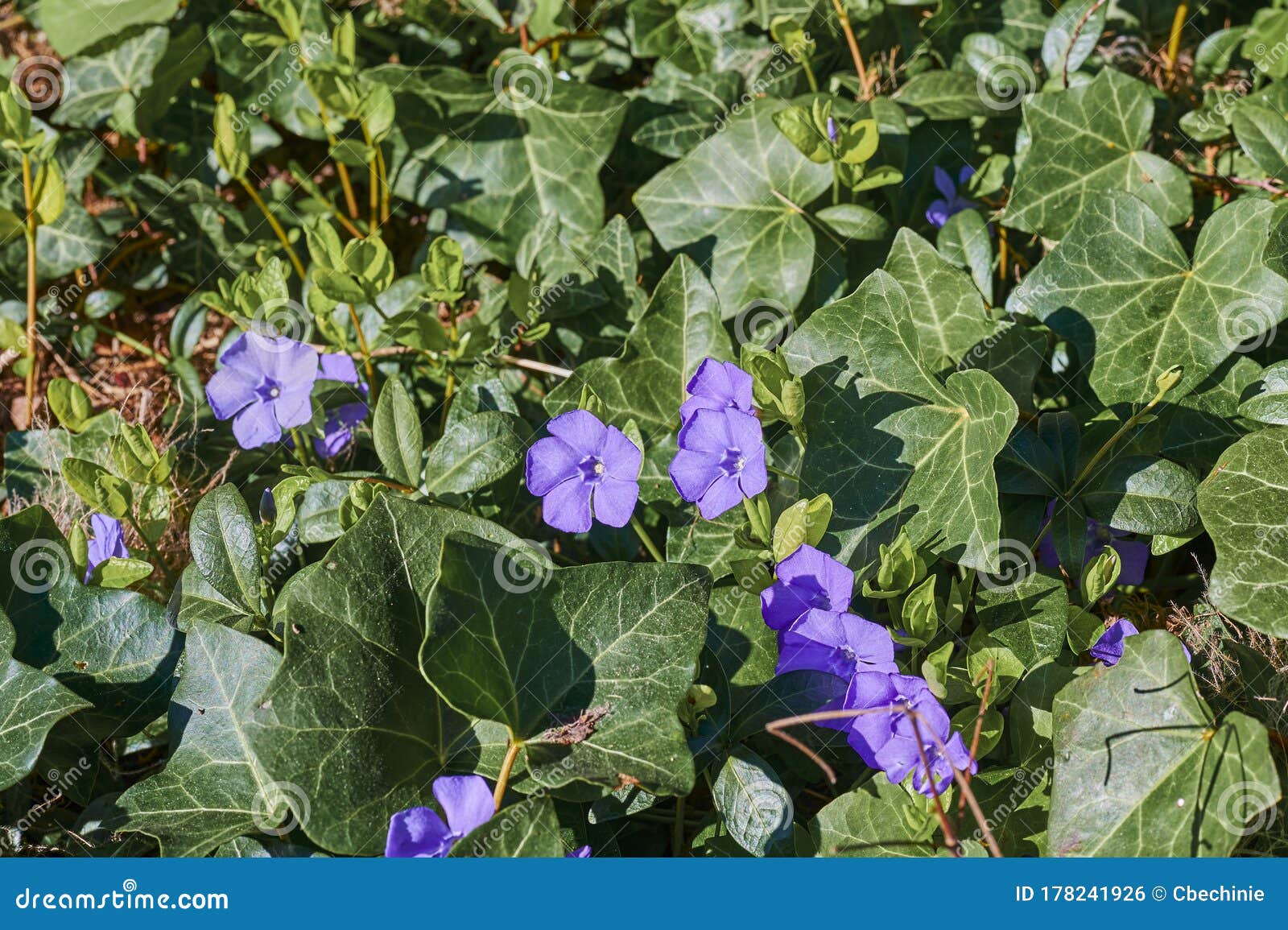 覆盖地面的常春藤冬青中青紫鲜花库存照片 图片包括有常春藤 绽放 开花 照亮 公用 生长 覆盖地面的常春藤冬青中青紫鲜花库存照片 图片包括有常春藤 绽放 开花 照亮 公用 生长