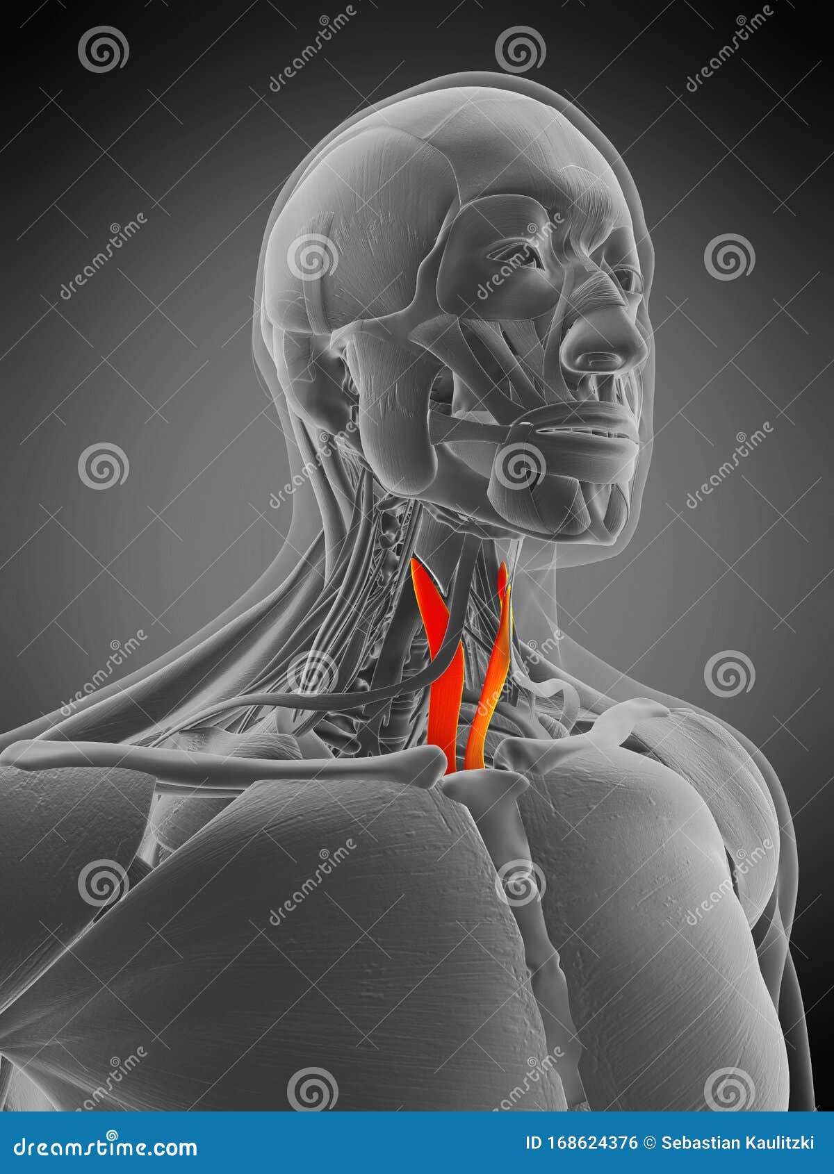 解剖图 胸甲状腺库存例证 插画包括有实际 爱好健美者 带状闪长岩 健身 女主持人 医疗 解剖图 胸甲状腺库存例证 插画包括有实际 爱好健美者 带状闪长岩 健身 女主持人 医疗