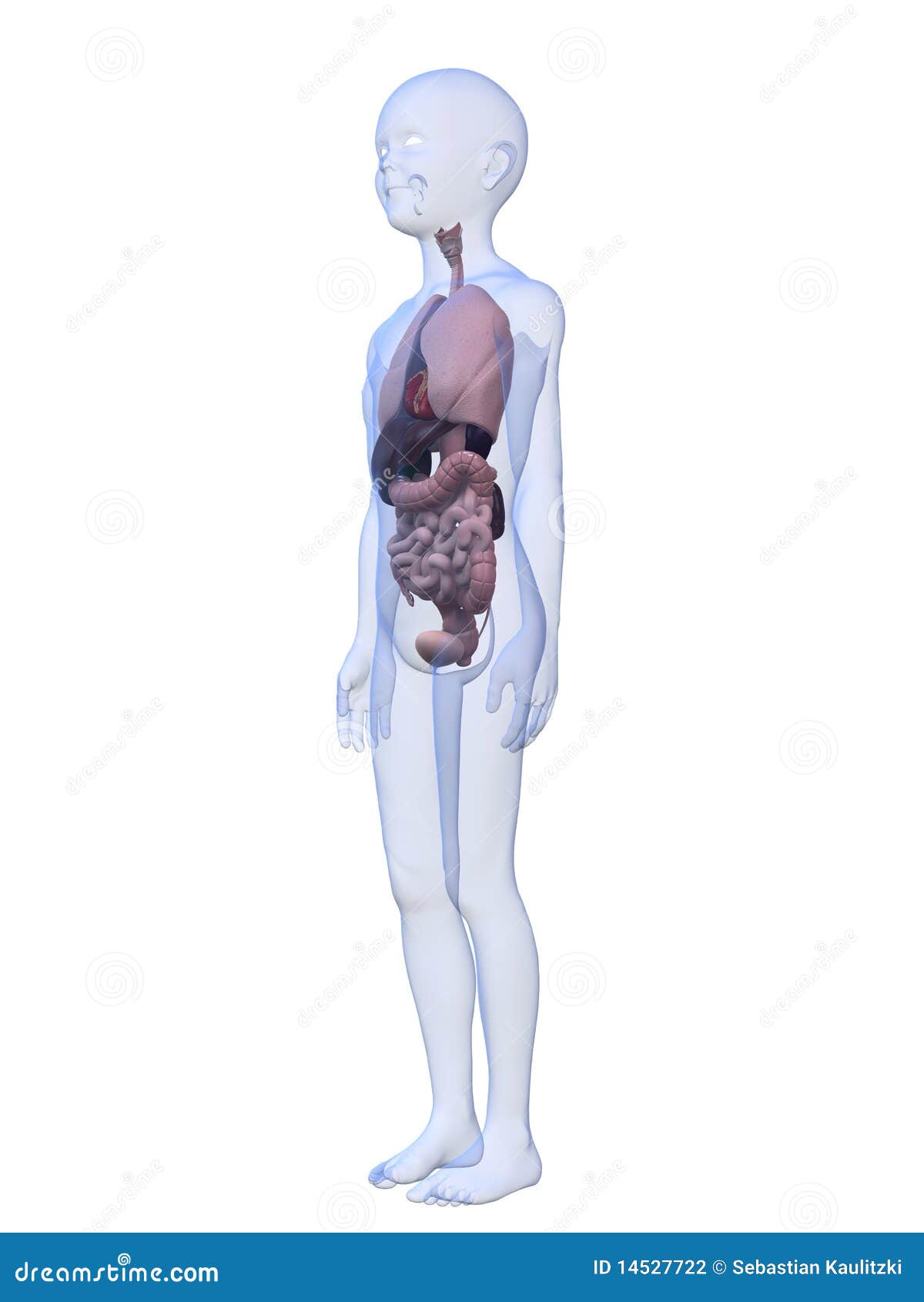 解剖学儿童男库存例证 插画包括有黑刺李 肝脏 科学 少年 青年时期 肚腑 带状闪长岩 解剖学儿童男库存例证 插画包括有黑刺李 肝脏 科学 少年 青年时期 肚腑 带状闪长岩