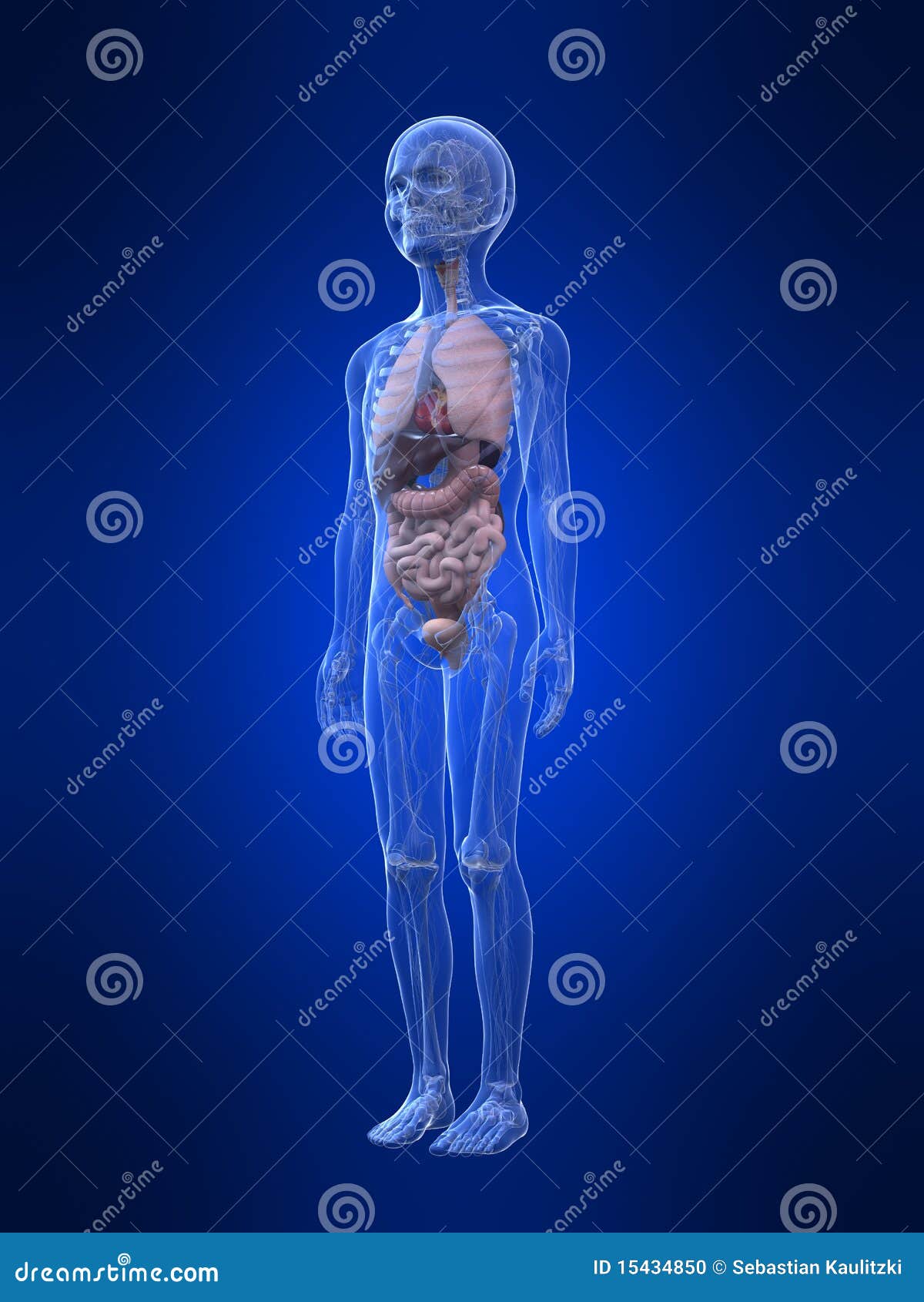 解剖学男孩子项库存例证 插画包括有男性 女主持人 肚腑 器官 少年 孩子 肝脏 光芒