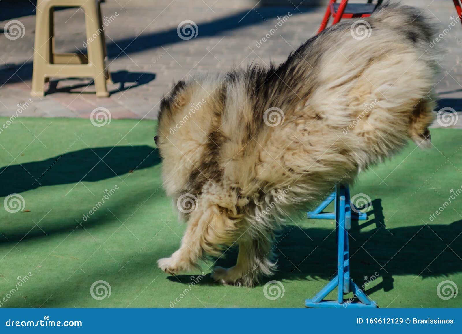 训狗玩犬类 运动库存图片 图片包括有成人 女性 有效地 跳跃 阻碍 交配动物者 敌意