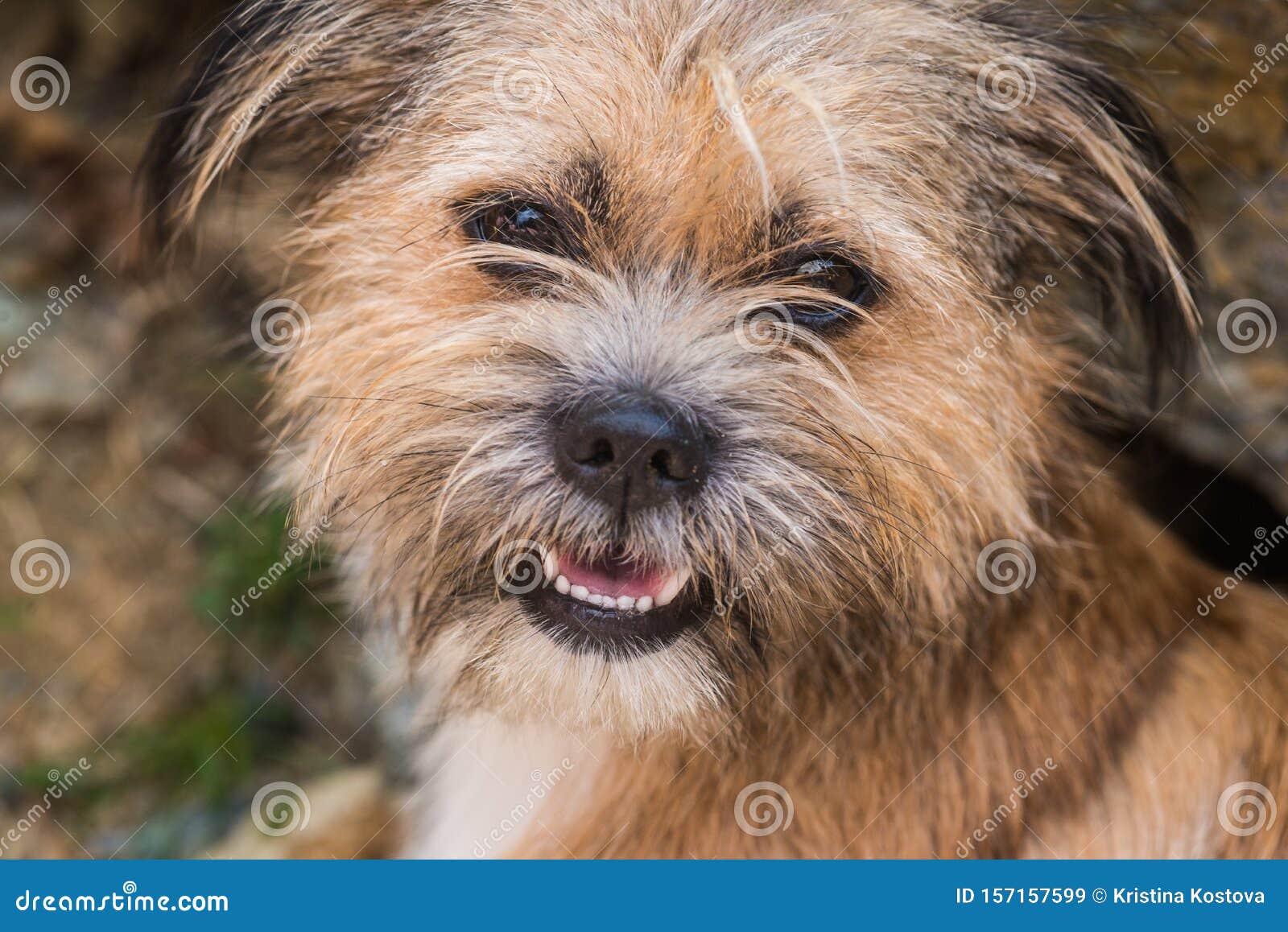 诺福克梗犬库存图片 图片包括有诺福克梗犬 诺福克梗犬库存图片 图片包括有诺福克梗犬