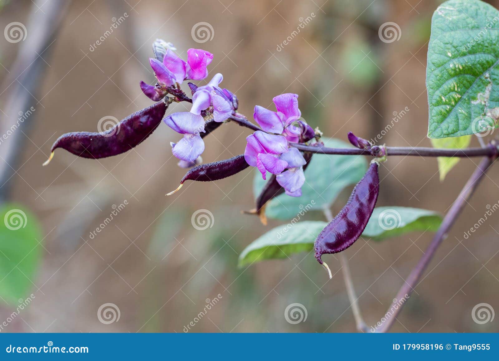 豆子的紫色花库存照片 图片包括有本质 开花 绿色 开花的 庭院 夏天 关闭 粉红色