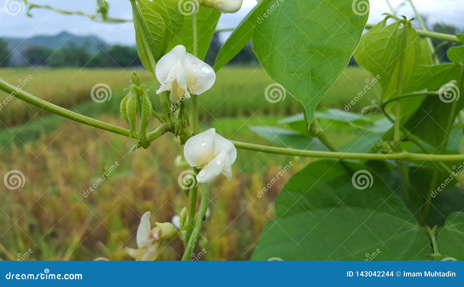 豆科植物类或豆科库存照片 图片包括有花卉 庭院 五颜六色 宏指令 蓝色 豆类 新鲜