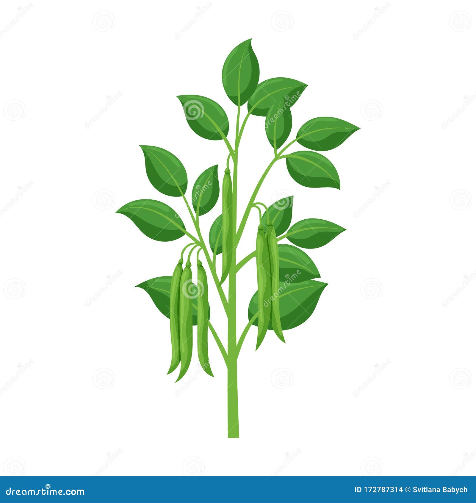 豆类矢量图标白色背景植物豆类上分离的卡通矢量图标向量例证 插画包括有叶子 本质 问题的 庭院