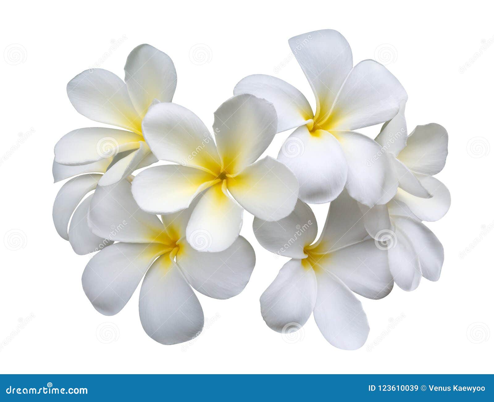 赤素馨花在白色背景隔绝的羽毛花 裁减路线库存图片 图片包括有放松 靠山 花卉 查出 包括
