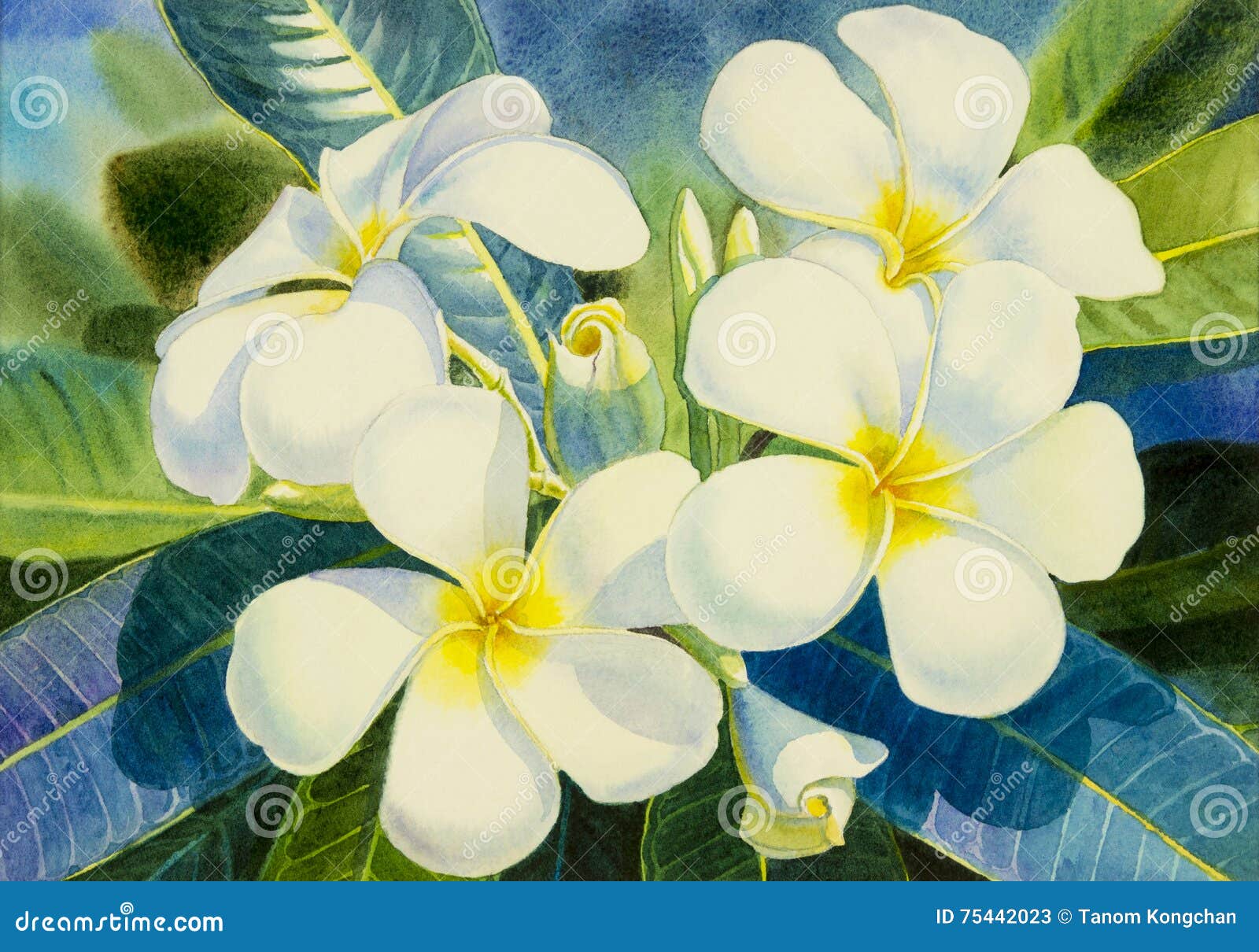 绘赤素馨花的原始的现实白花水彩库存例证 插画包括有 绘赤素馨花的原始的现实白花水彩库存例证 插画包括有