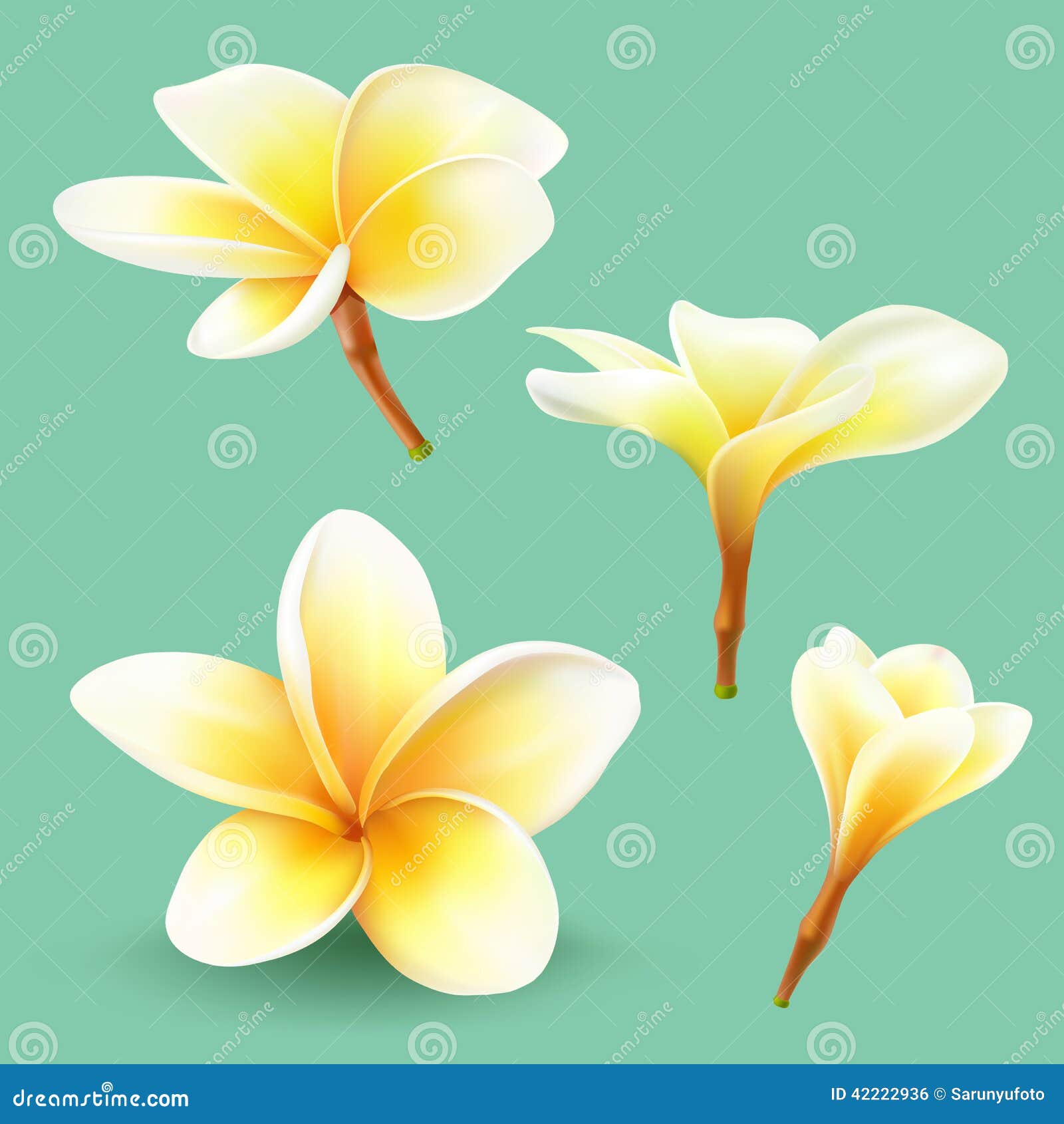 赤素馨花 泰国花汇集向量例证 插画包括有 赤素馨花 泰国花汇集向量例证 插画包括有