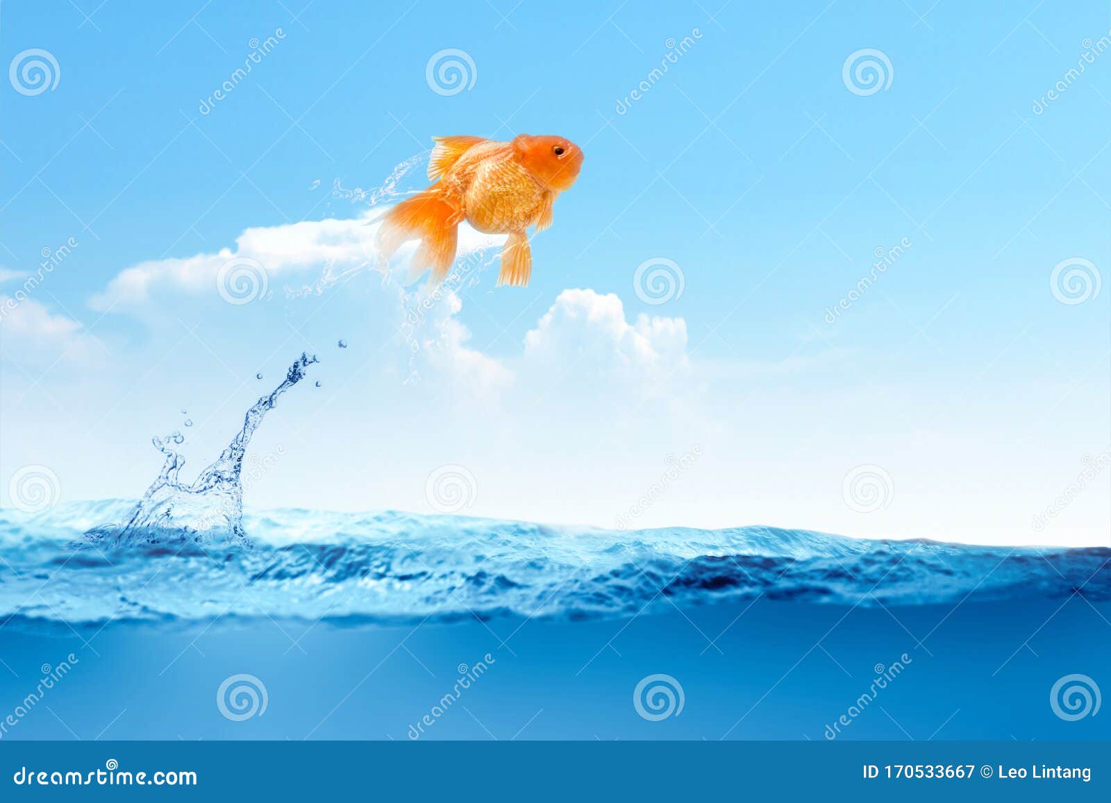 跳出水的金鱼库存图片 图片包括有飞翅 热带 宠物 背包 天空 弯脚的 金鱼 金子