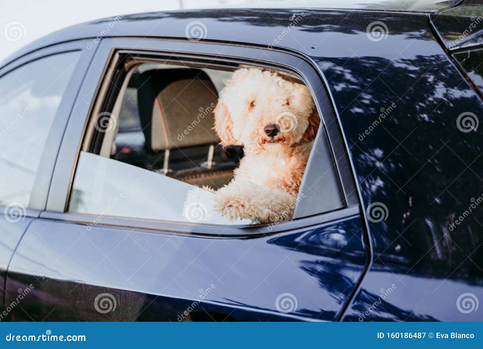 车里一只可爱的棕色狗白天带着狗概念旅行库存图片 图片包括有车里一只可爱的棕色狗 带着狗概念旅行