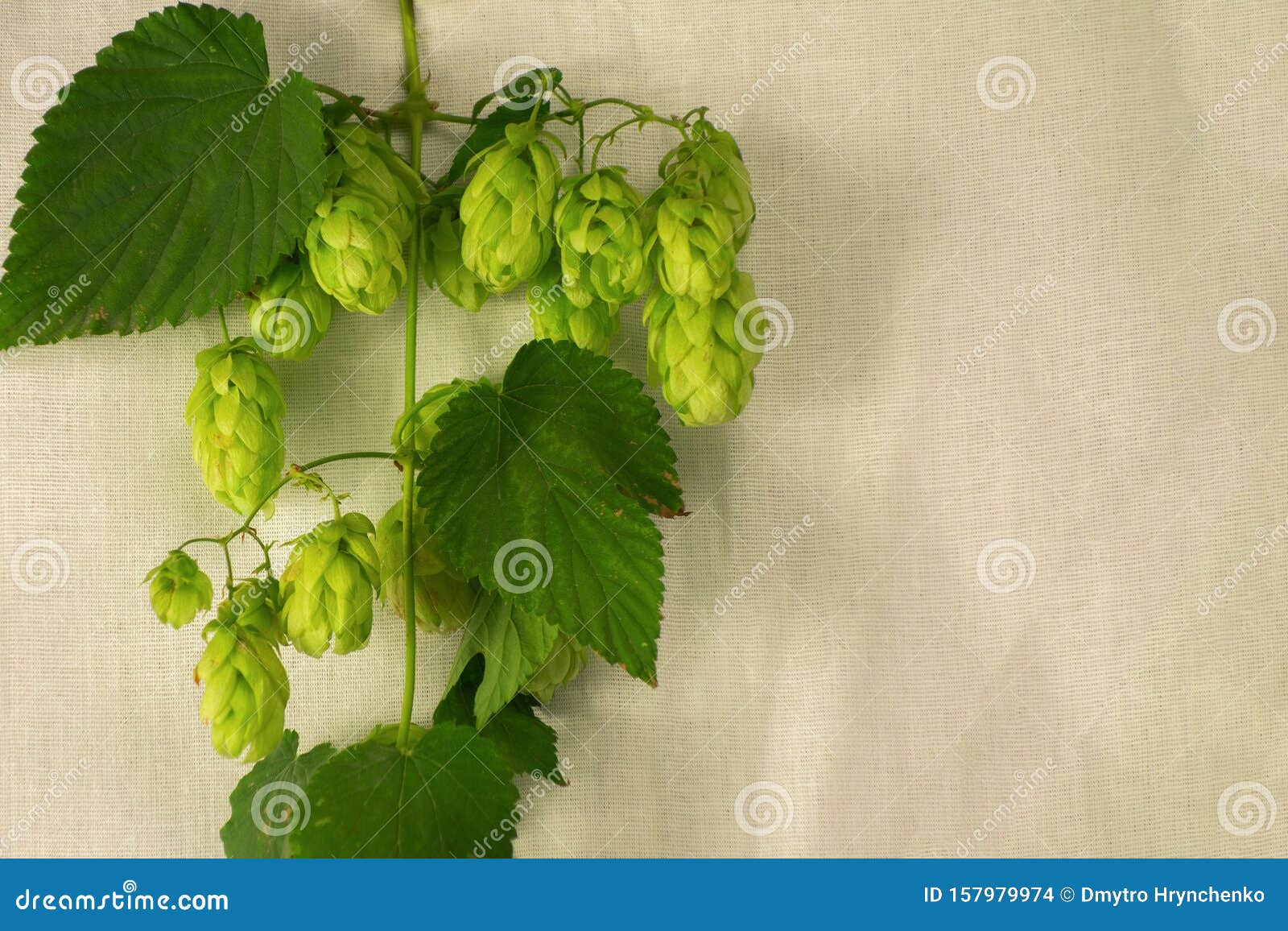 轻质织物背景上捻丝攀爬跳花植物啤酒酿造工艺概念绿色植物叶子 跳锥和卡特金库存照片 图片包括有绿色植物叶子 跳锥和卡特金 啤酒酿造工艺概念