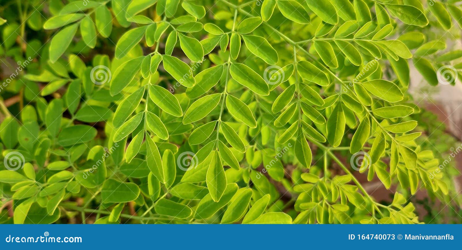 辣木 常用名称有辣木 鸡腿树 辣木 油树库存图片 图片包括有包括 公用 热带 地区 系列