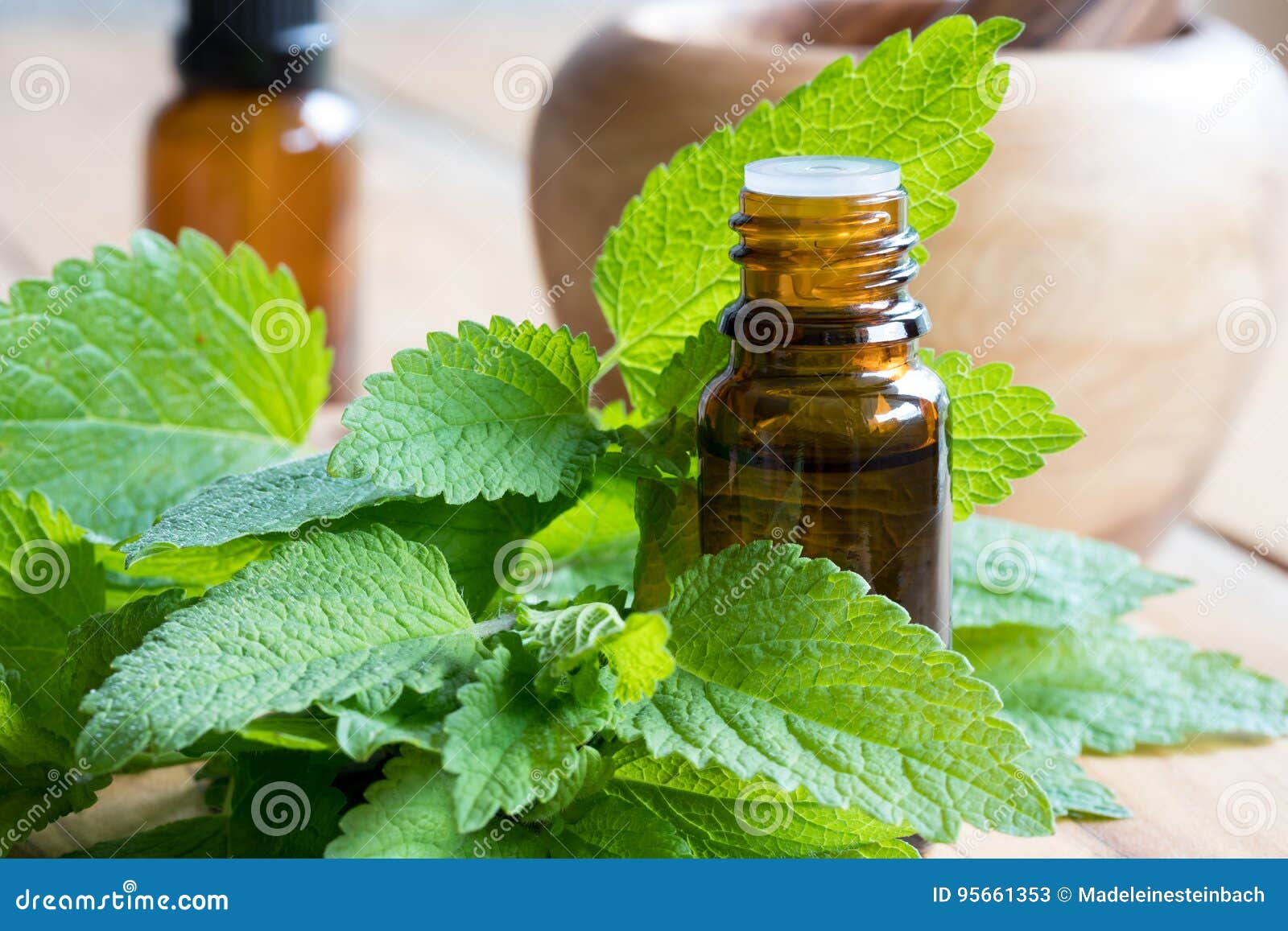 迈利萨角香蜂草精油用新鲜的蜜蜂花离开库存图片 图片包括有