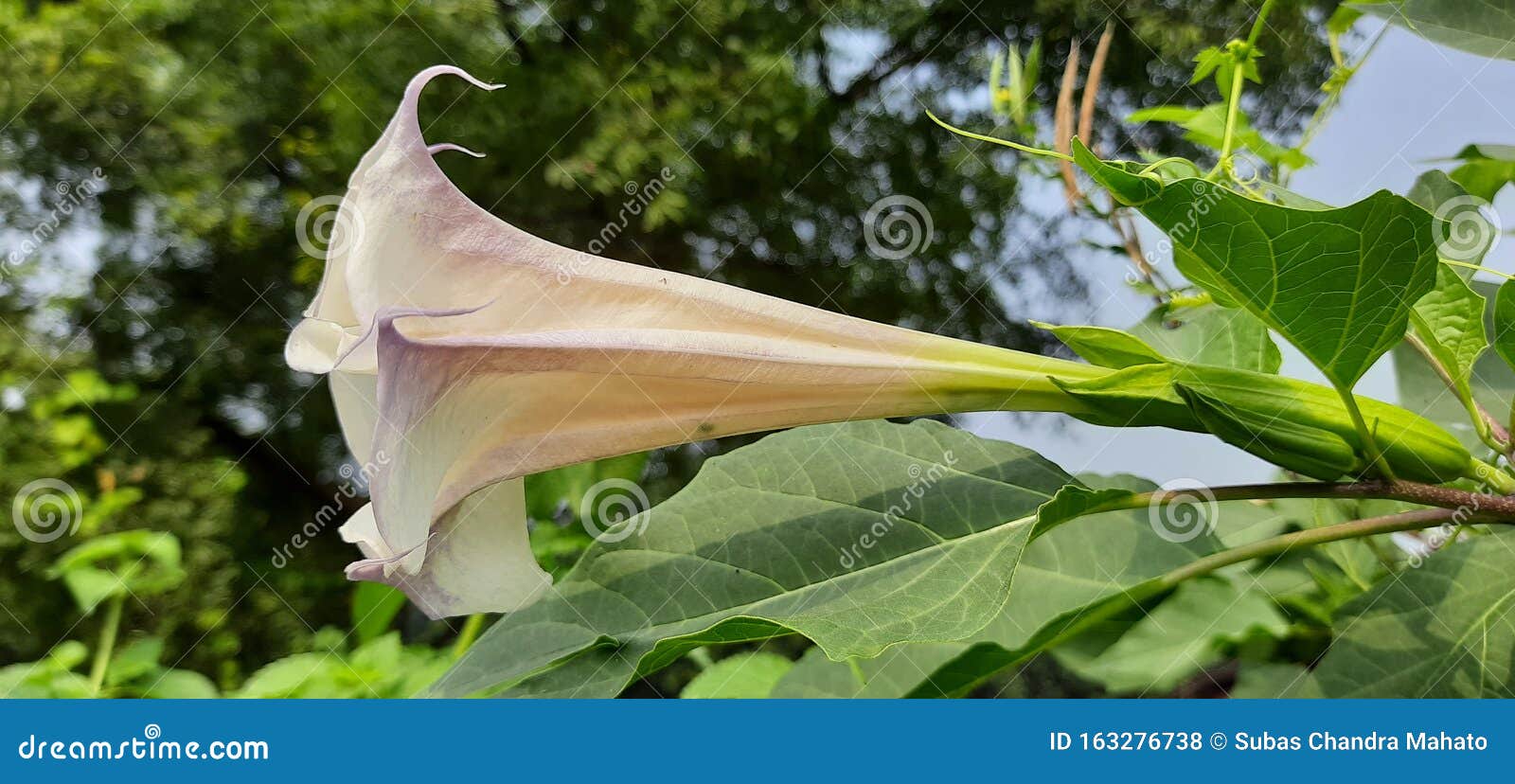 这是一朵花其他英文名字包括月花 金仙草 魔鬼草 地狱钟和荆棘苹果 库存照片 图片包括有杂草 室外 这是一朵花其他英文名字包括月花 金仙草 魔鬼草 地狱钟和荆棘苹果 库存照片 图片包括有杂草 室外