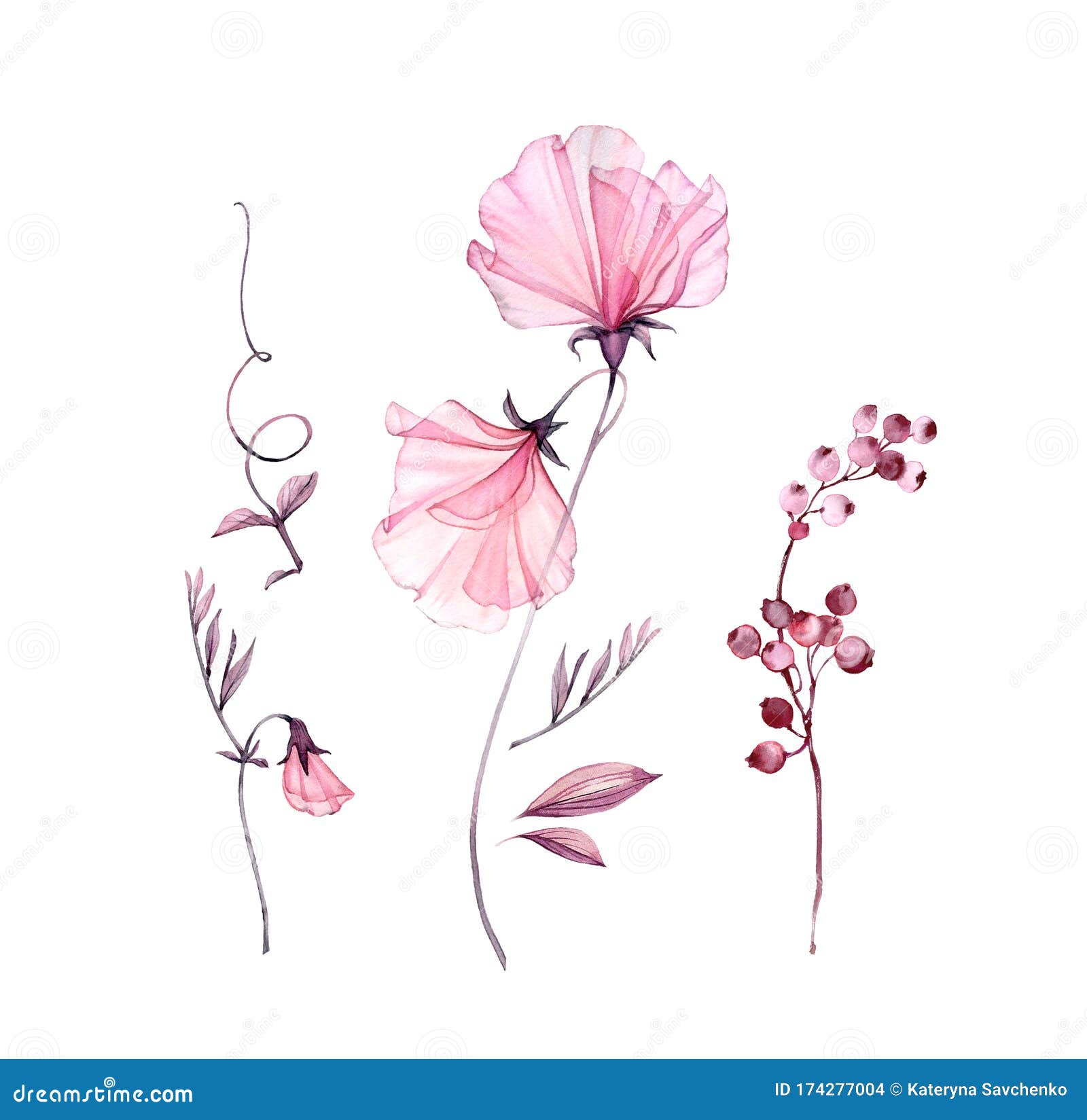 透明甜豌豆水彩花组枝叶花白色上孤立的图稿库存例证 插画包括有查出 开花 艺术 豌豆 透明甜豌豆水彩花组枝叶花白色上孤立的图稿库存例证 插画包括有查出 开花 艺术 豌豆