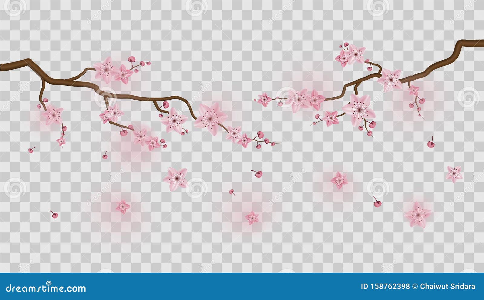 透明背景中突显的樱花花向量例证 插画包括有日语 例证 樱桃 庭院 看板卡 季节 开花的