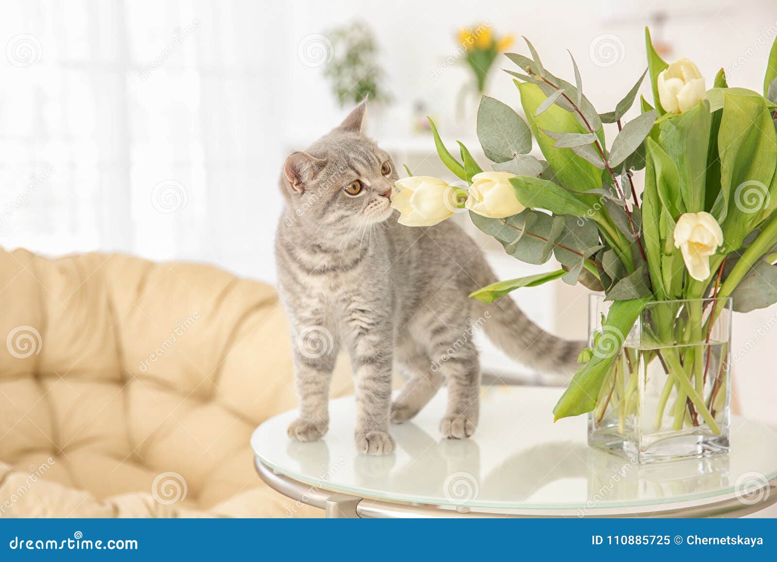 逗人喜爱的猫和花瓶有花的在桌上库存图片 图片包括有 110885725