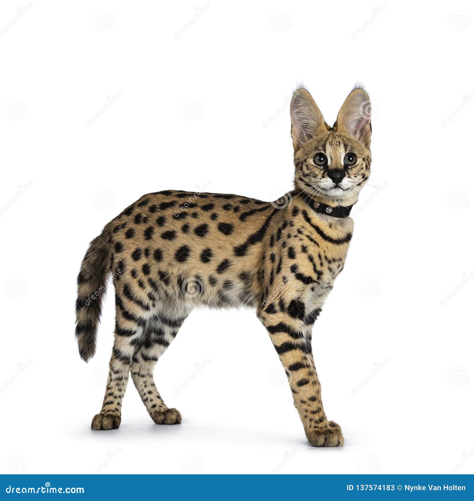 逗人喜爱的6个月幼小薮猫猫小猫 隔绝在白色背景库存图片 图片包括有解决方法 查找 哺乳动物 逗人喜爱的6个月幼小薮猫猫小猫 隔绝在白色背景库存图片 图片包括有解决方法 查找 哺乳动物