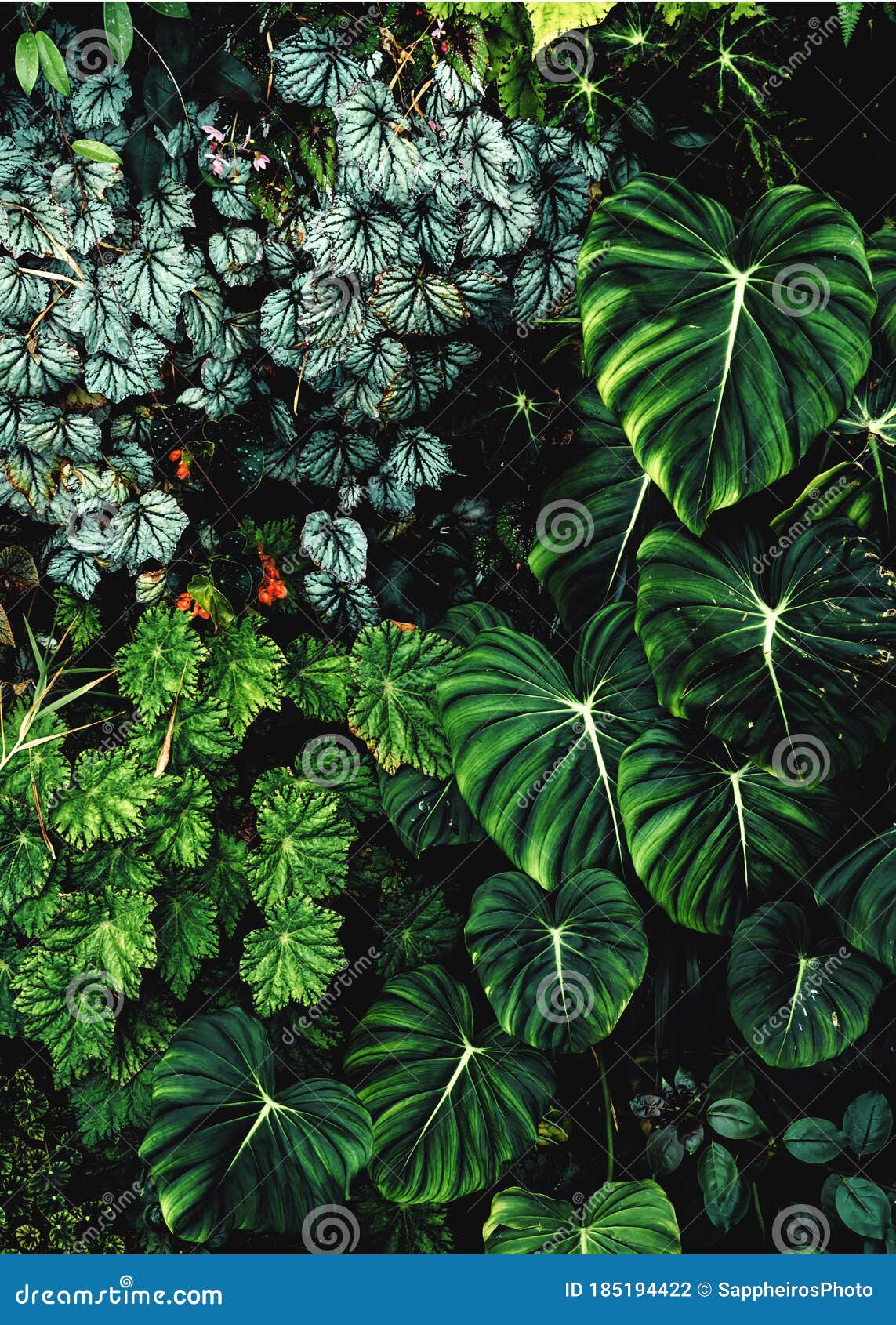 郁郁葱葱的叶子背景绿色植物墙体设计库存照片 图片包括有气候 异乎寻常 环境 湿气 生长 郁郁葱葱的叶子背景绿色植物墙体设计库存照片 图片包括有气候 异乎寻常 环境 湿气 生长