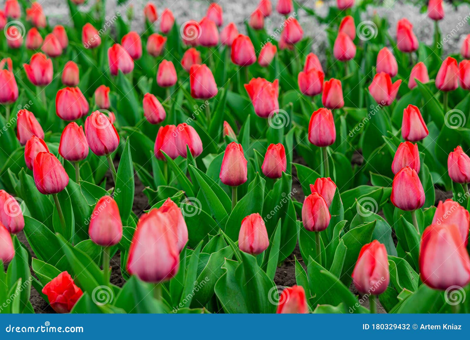 郁金香花床五春时鲜艳多彩的公园自然壁纸风景库存照片 图片包括有行军 本质 特写镜头 叶子