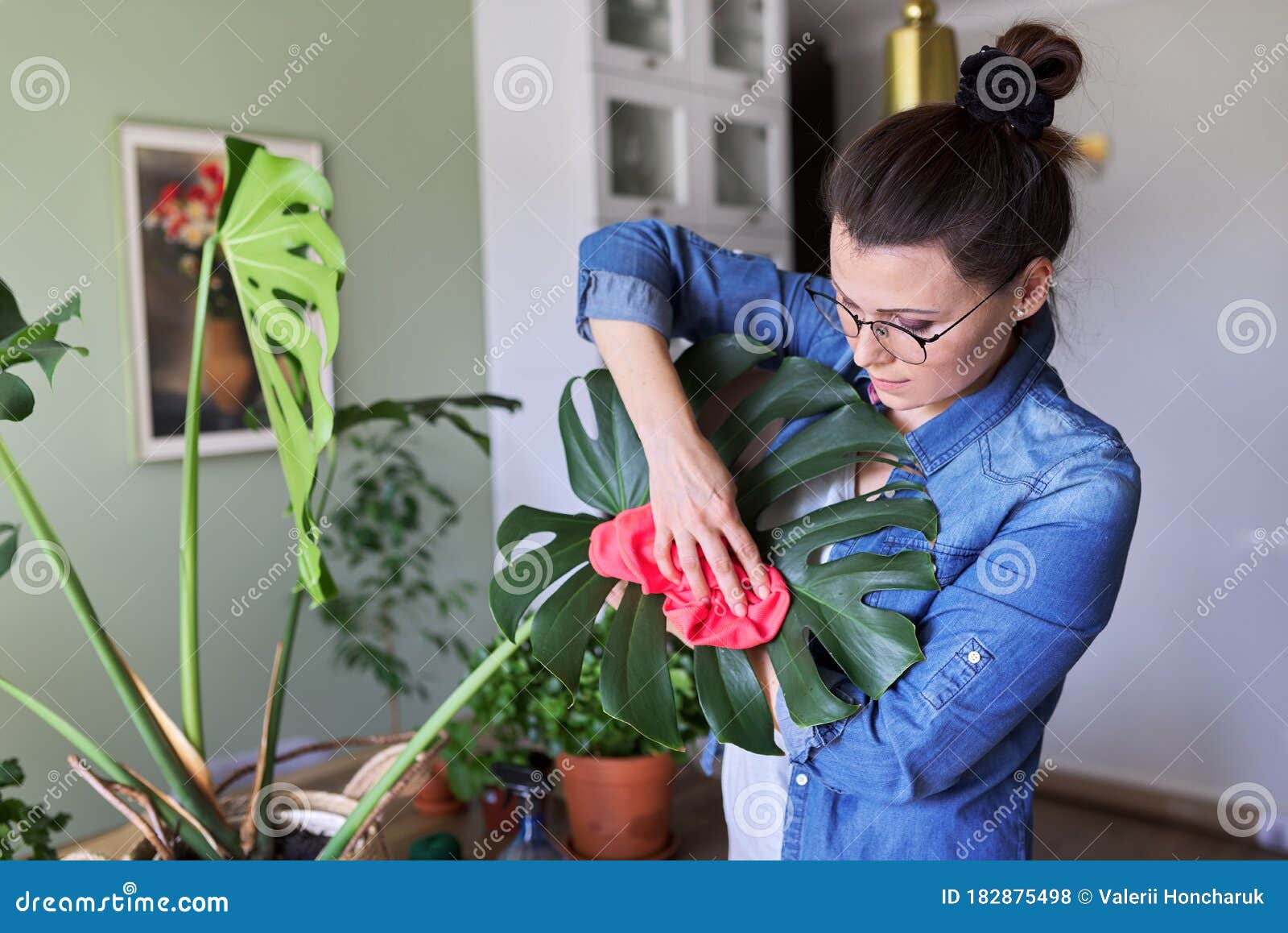 都市丛林 室内盆栽植物 照顾月桂叶的女人库存照片 图片包括有从事园艺 本质 幸福 内部 业余爱好