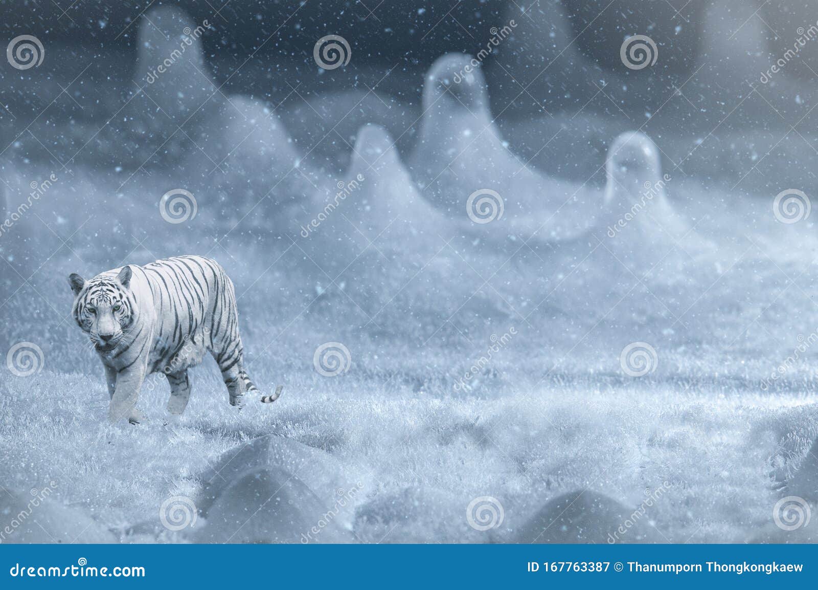 野性冬虎 雪中奔跑有危险动物的野生动物场景寒冬雪山库存图片 图片包括有强制 高雅