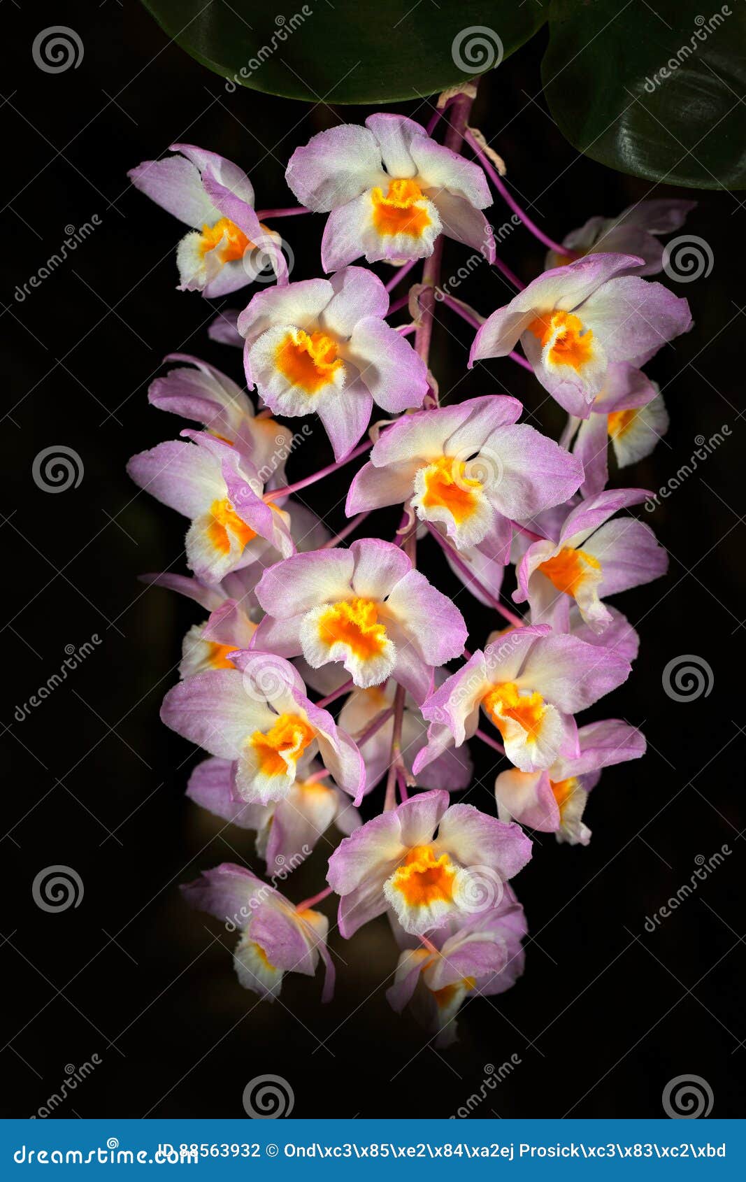 野生兰花石斛兰属amabile海南中国和在越南橙色花 自然栖所美好的兰花绽放 特写镜头细节库存照片 图片包括有植物群 工厂