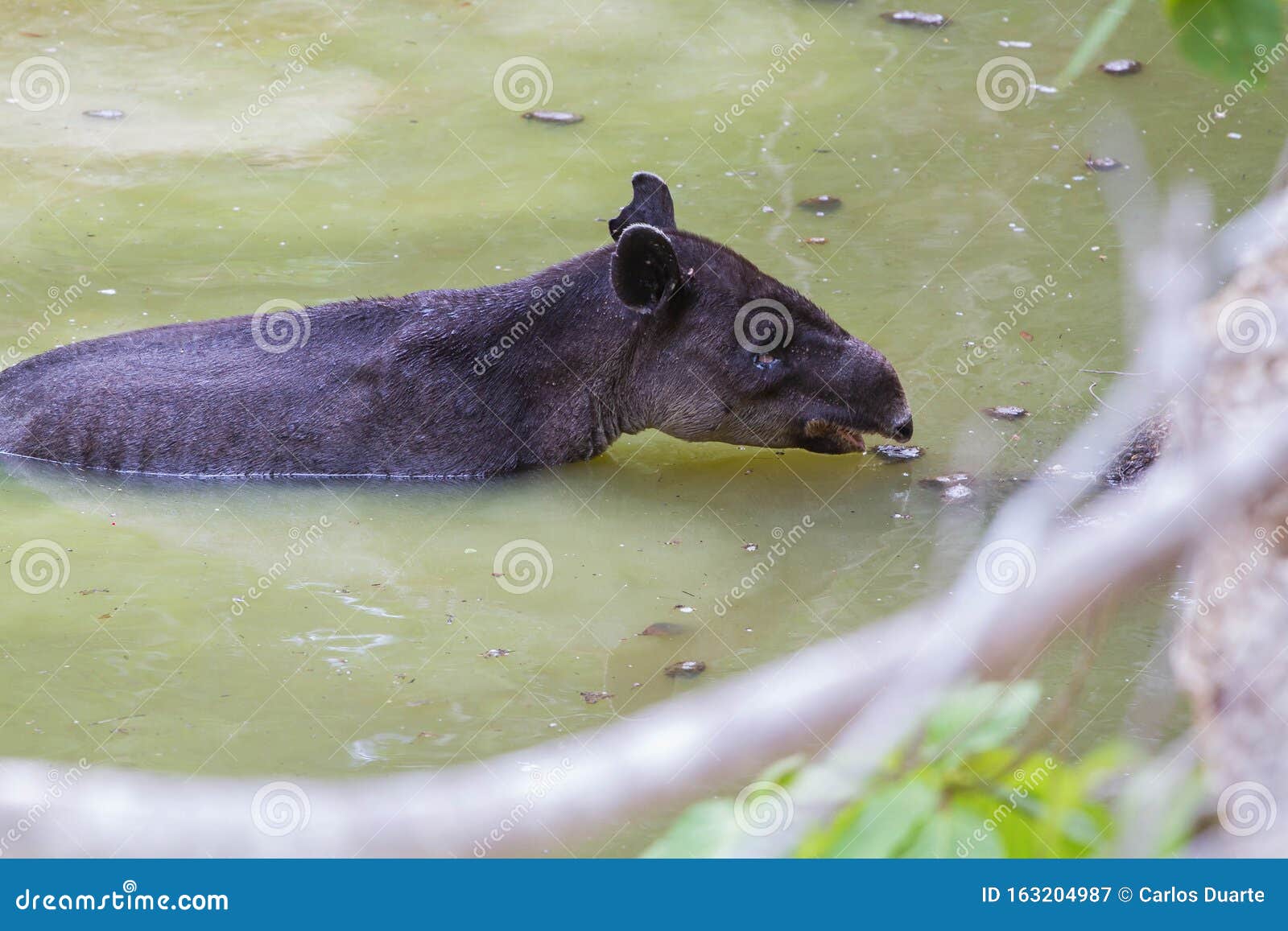 野生动物 Baird Tapir在丛林的保水区沐浴库存图片 图片包括有划分为 哥伦比亚人 夜间