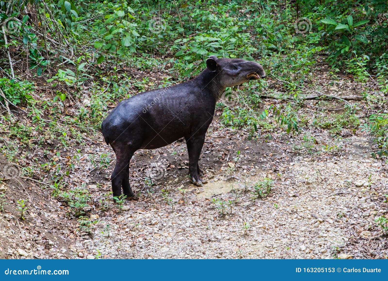 野生动物 Baird Tapir在丛林的保水区沐浴库存图片 图片包括有tapir在丛林的保水区沐浴