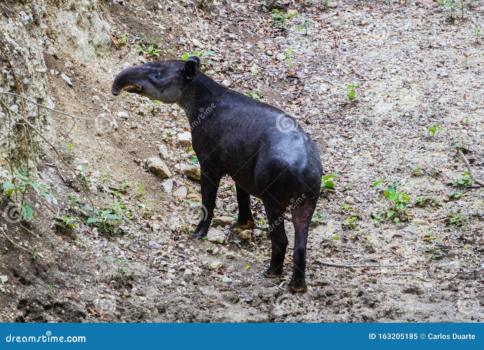 野生动物 Baird Tapir在丛林的保水区沐浴库存图片 图片包括有tapir在丛林的保水区沐浴