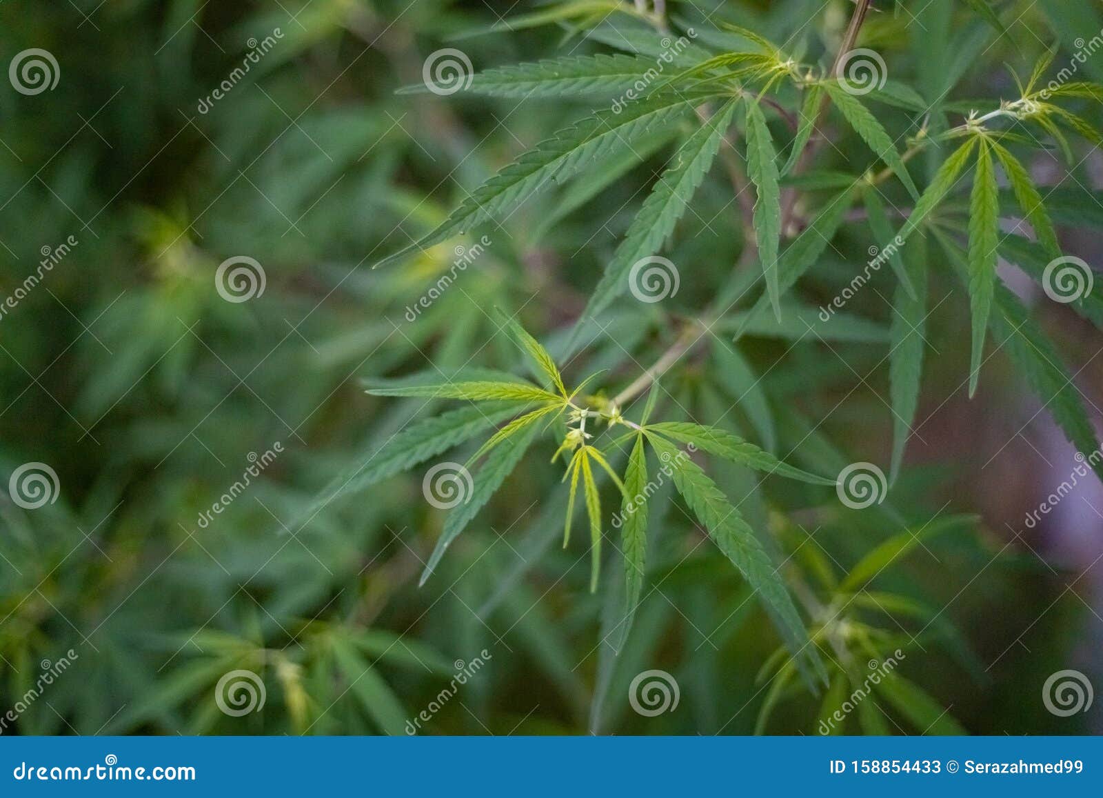 野生大麻植物库存图片 图片包括有