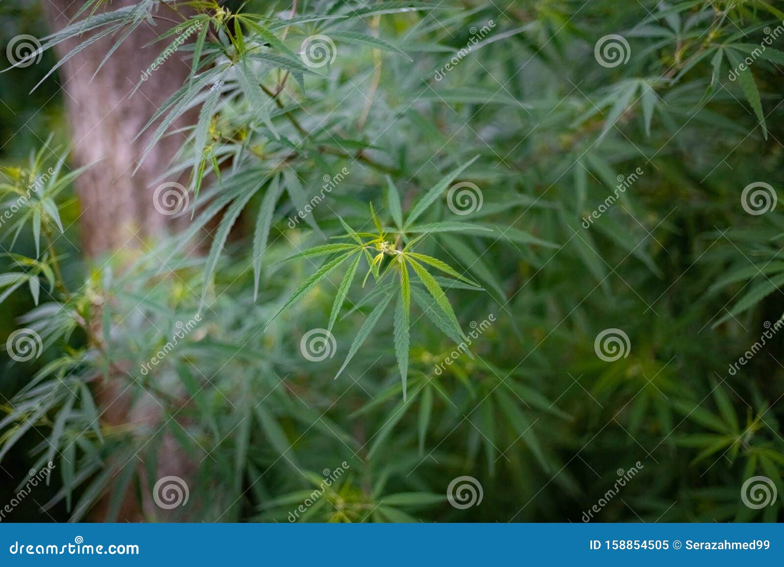 野生大麻植物库存图片 图片包括有