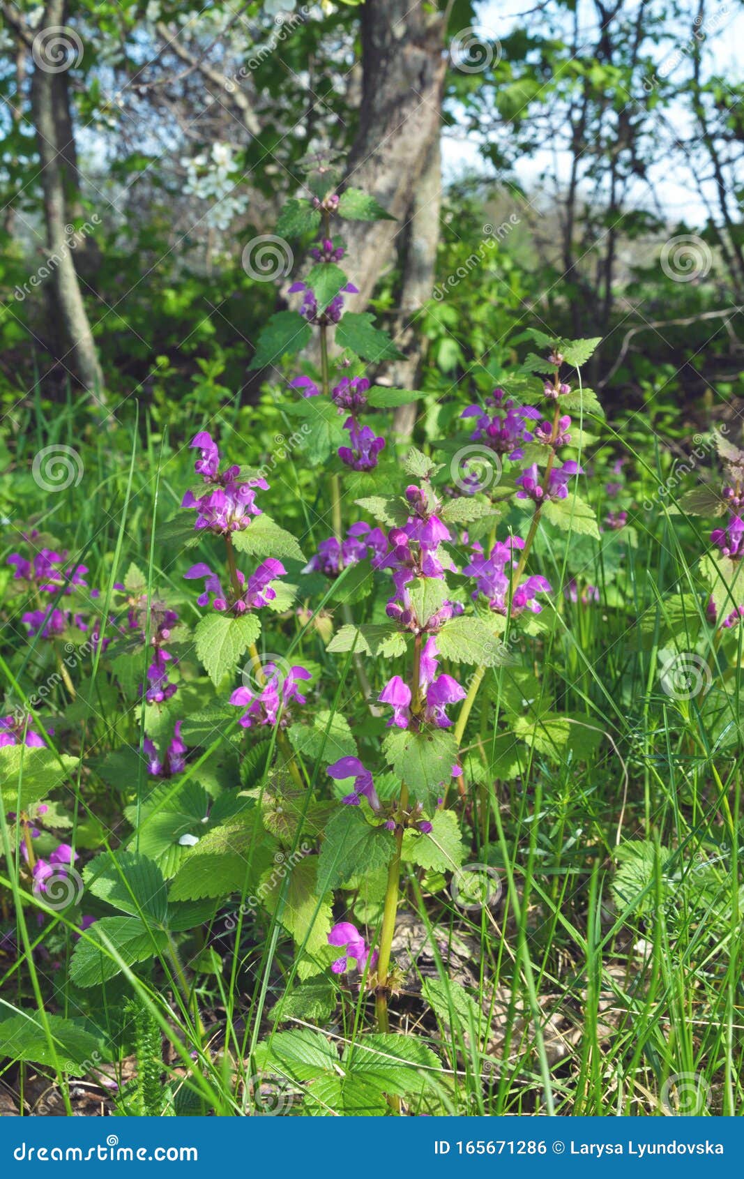 野生植物紫杉的紫花杂草和蜂蜜植物库存照片 图片包括有庭院 开花的 本质 叶子 蜂蜜 颜色