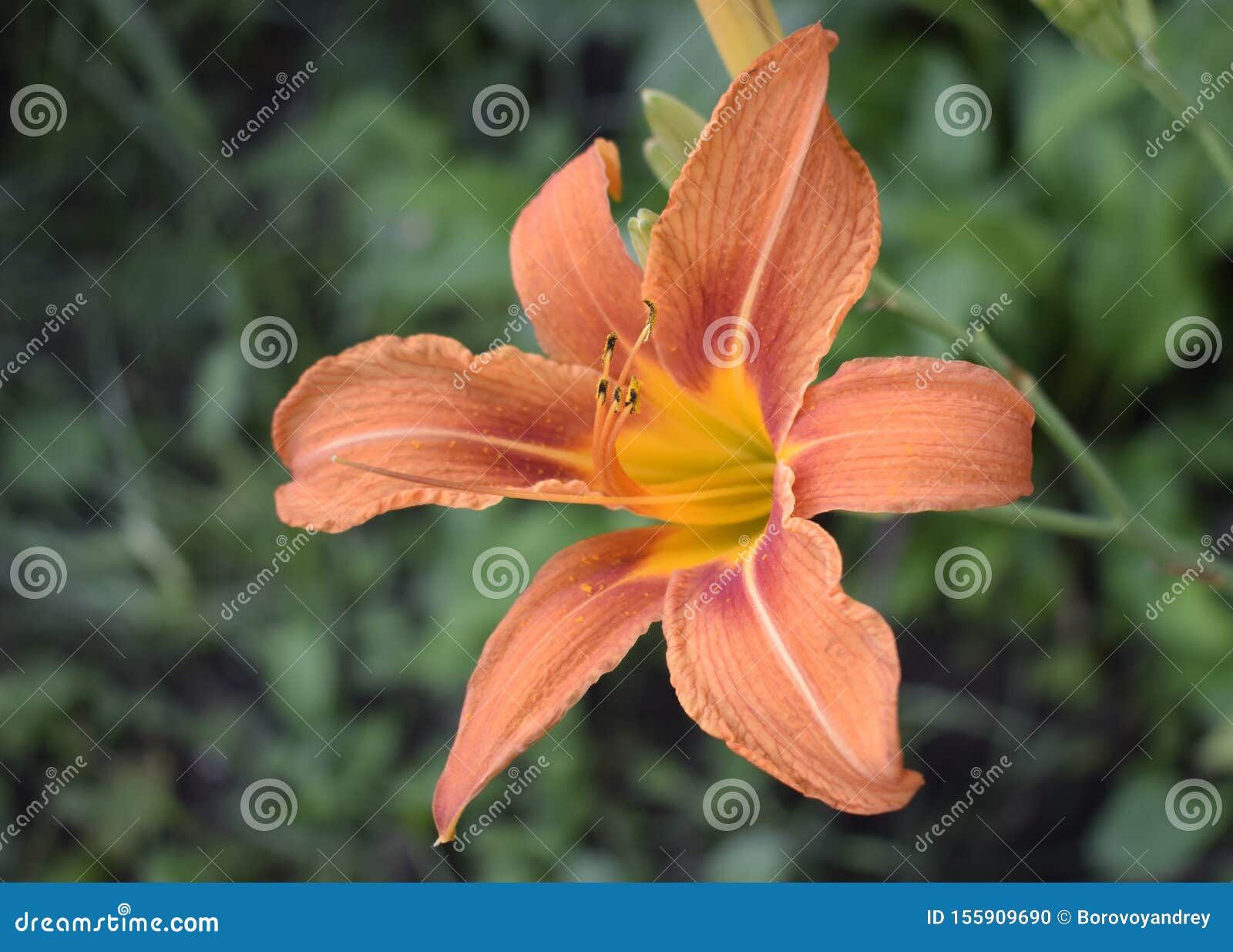 野百合花库存照片 图片包括有花卉 开花 威严的 绿色 耕种 绽放 草本 花瓣 装饰 野百合花库存照片 图片包括有花卉 开花 威严的 绿色 耕种 绽放 草本 花瓣 装饰
