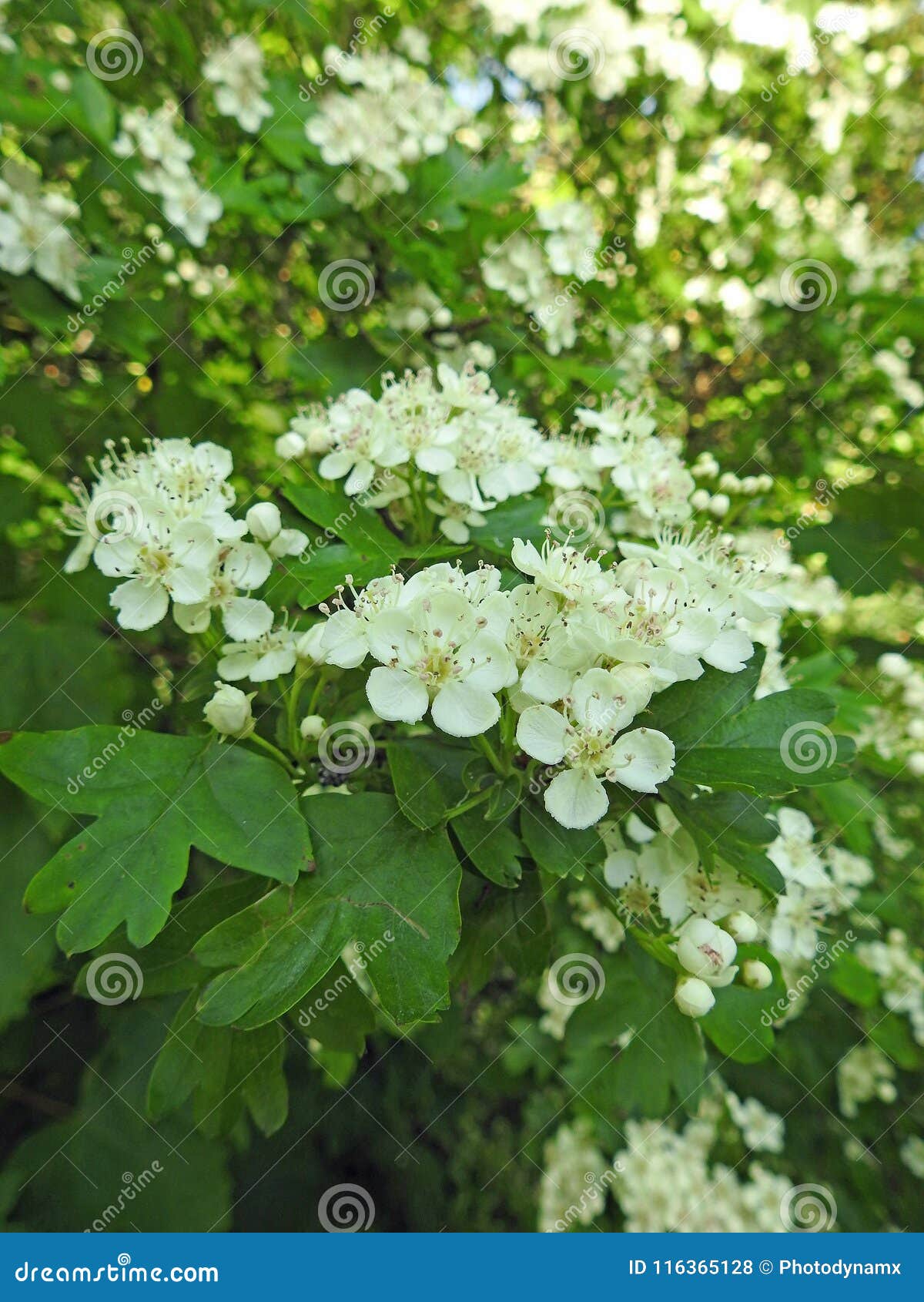 すべての花の画像 最新のhd桂植物